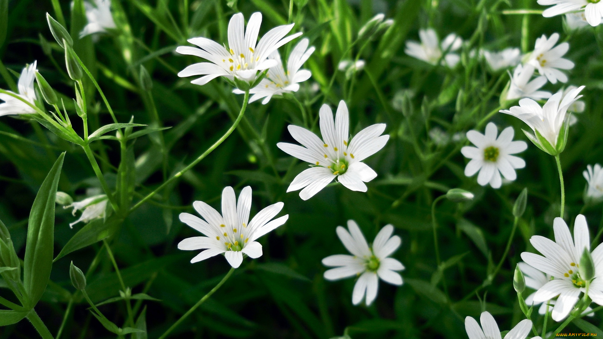 цветы, ветреницы, , печёночницы, трава, белые, бутоны