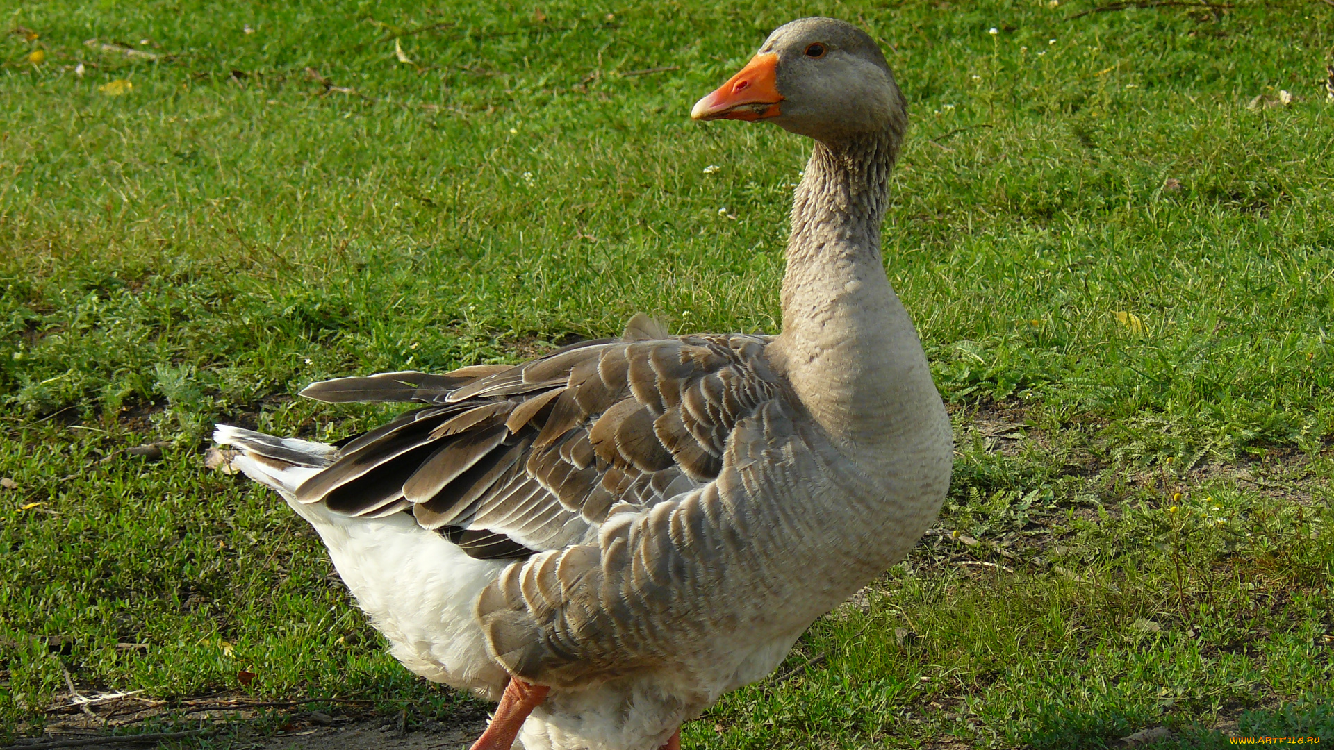 гусь, животные, гуси