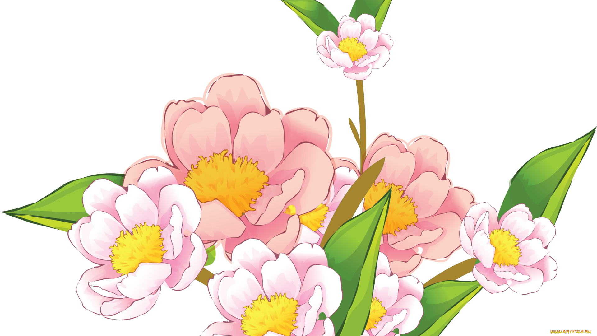 векторная, графика, цветы, , flowers, фон, цветы