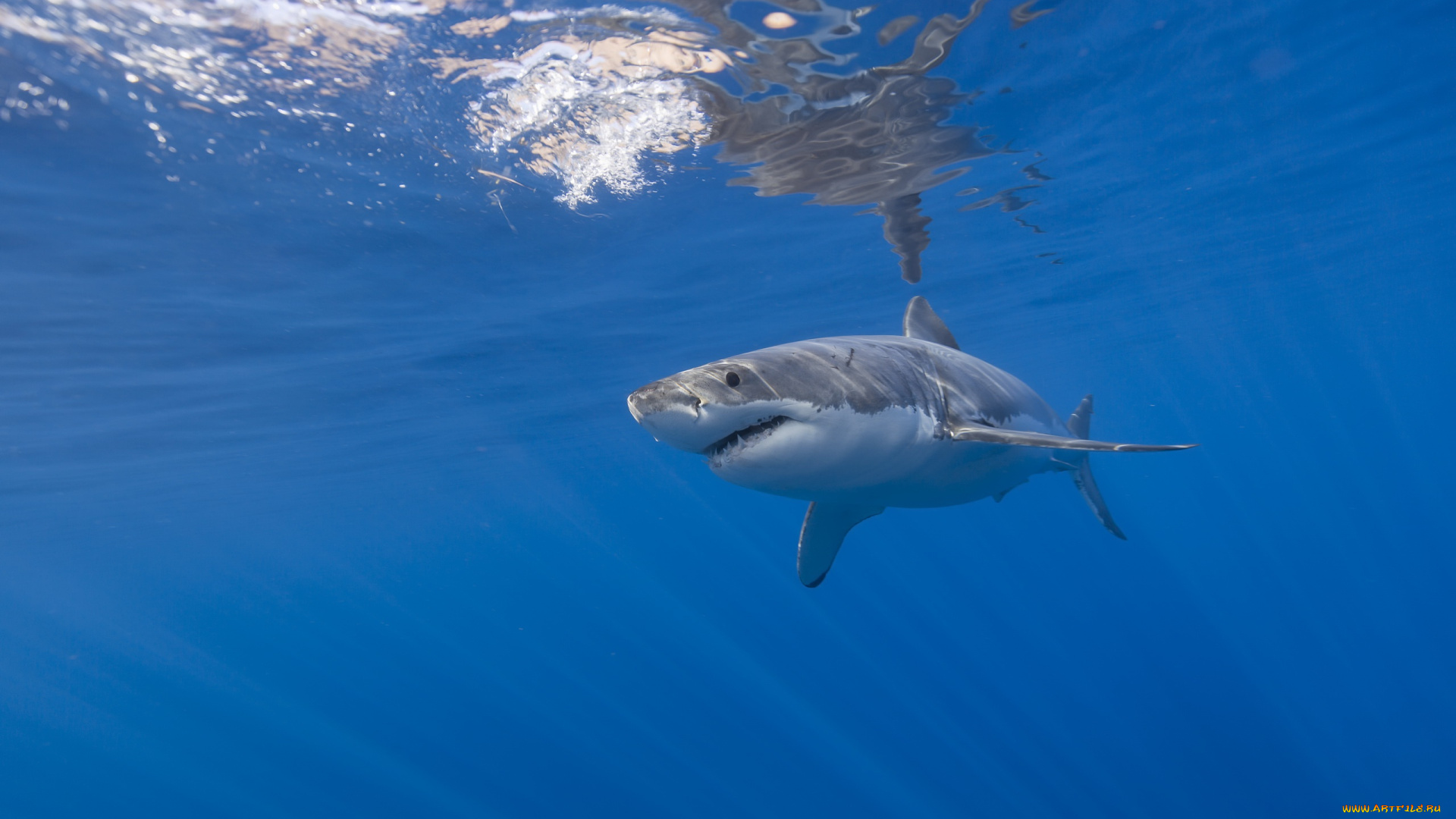 животные, акулы, акула