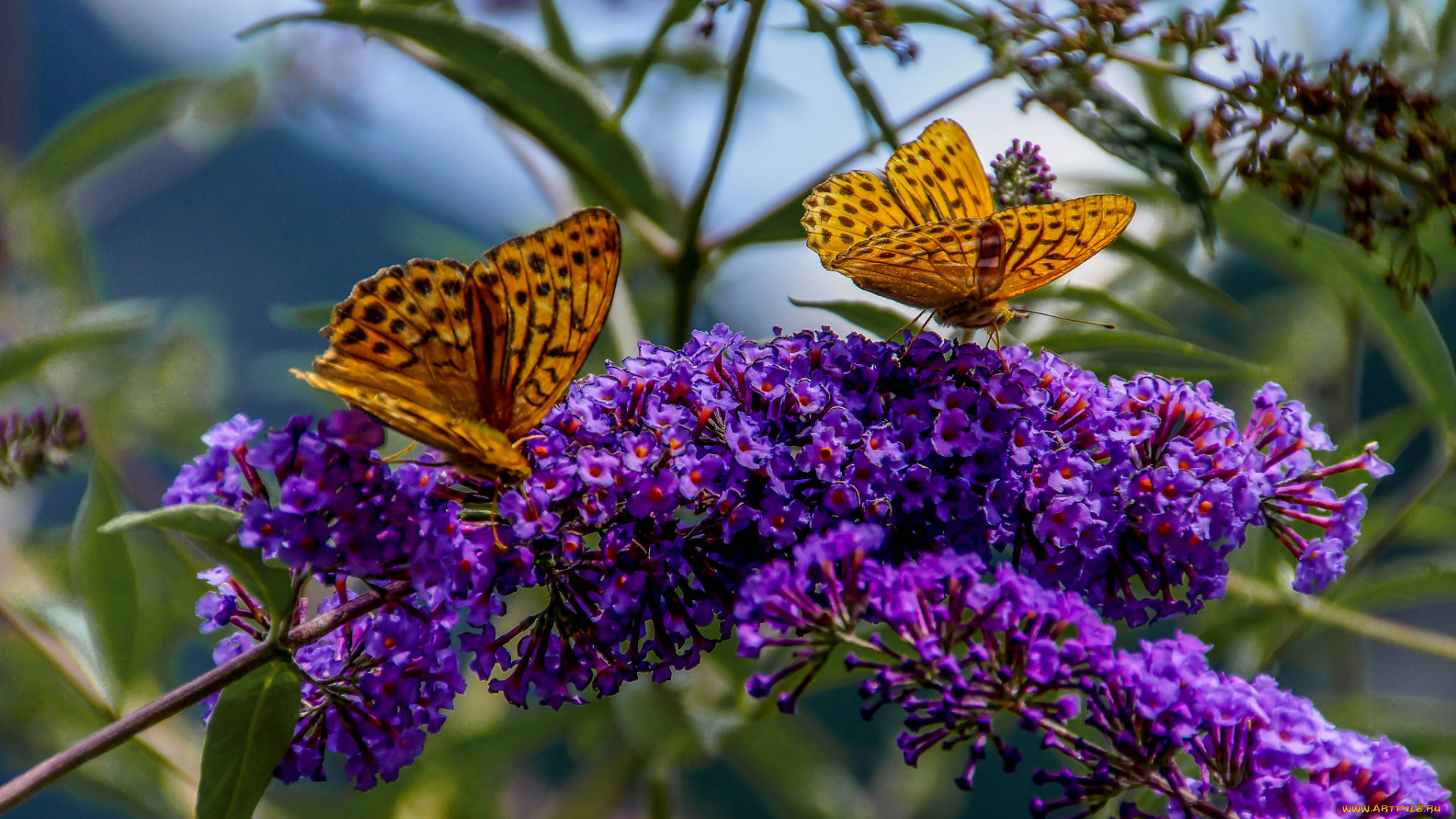 животные, бабочки, , мотыльки, , моли, бабочка