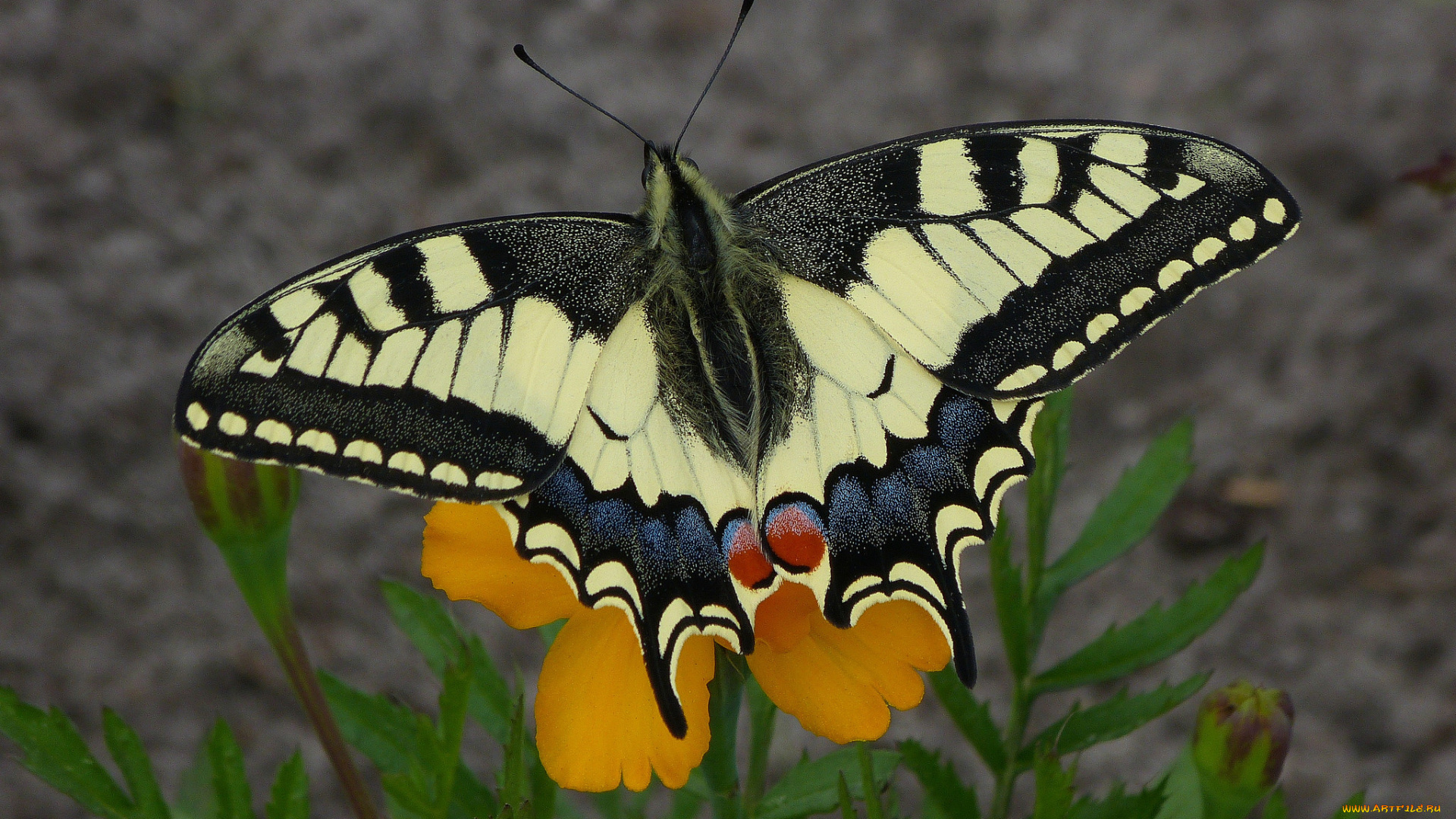 животные, бабочки, , мотыльки, , моли, бабочка