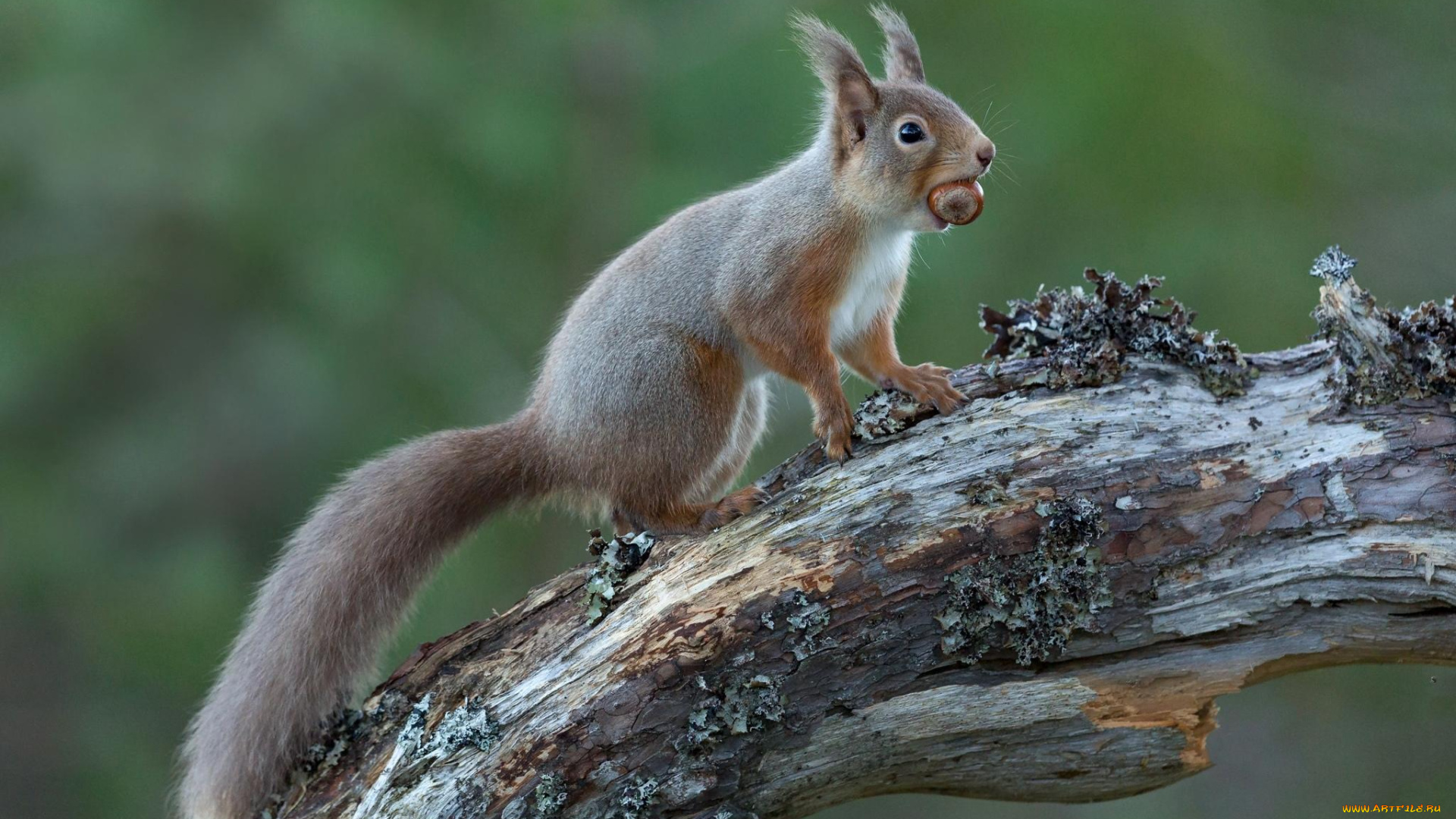 животные, белки, белка