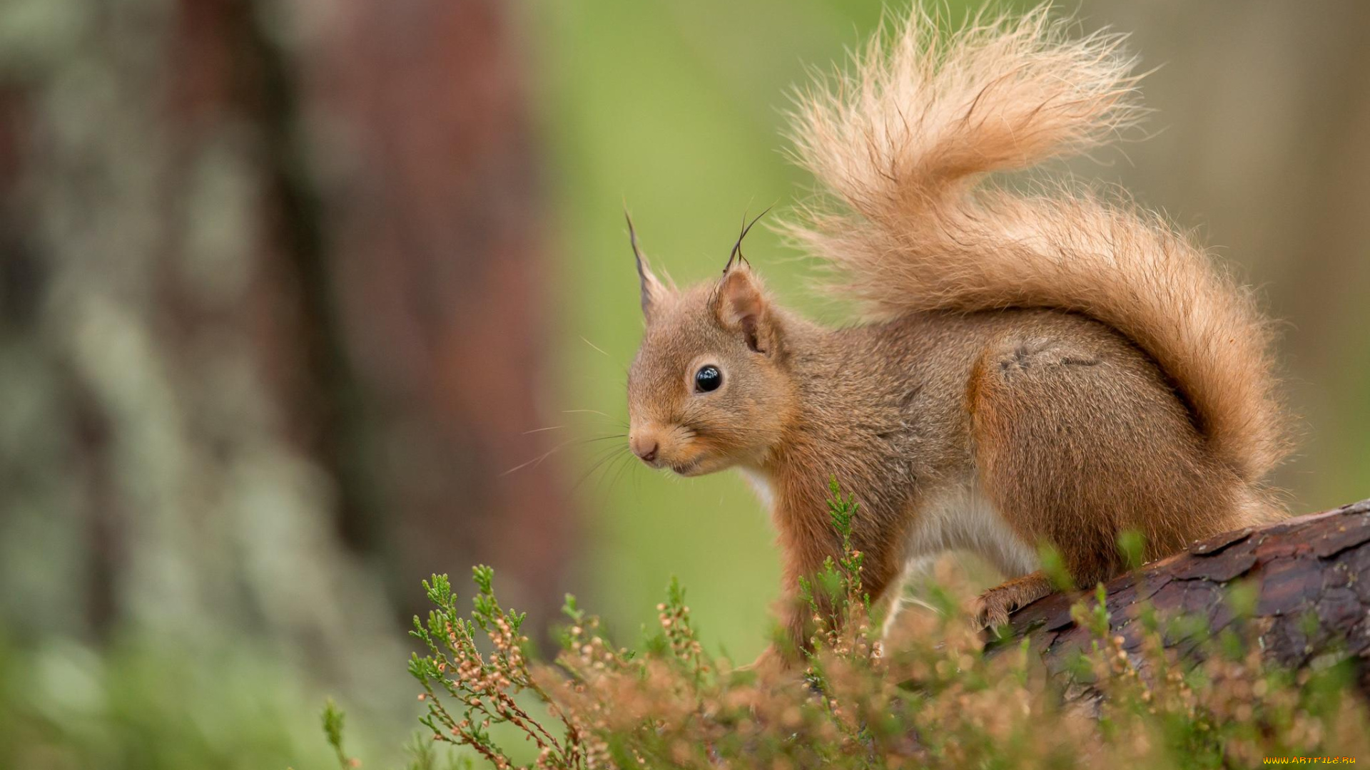 животные, белки, белка