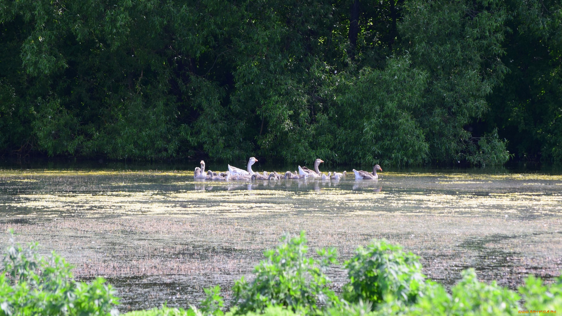 животные, гуси, пруд
