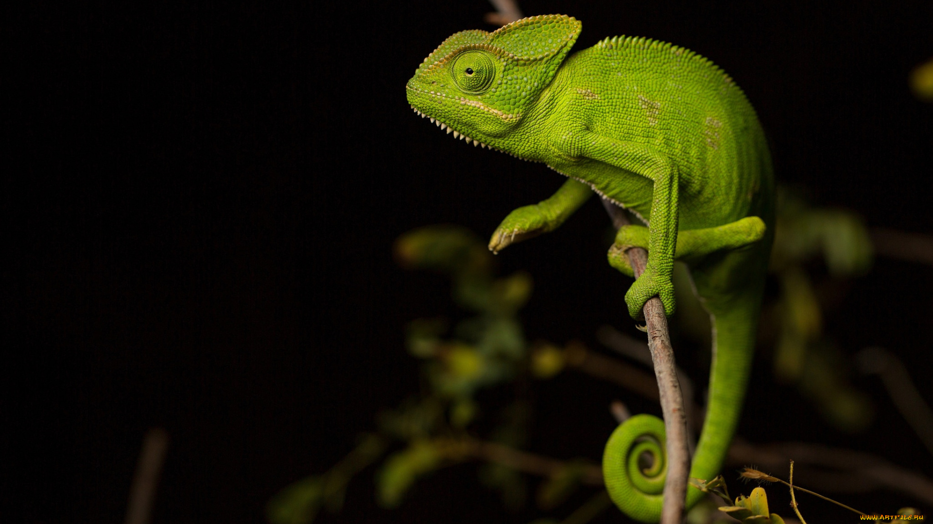 животные, хамелеоны, чёрный, фон, ящерица, ветка, хамелеон