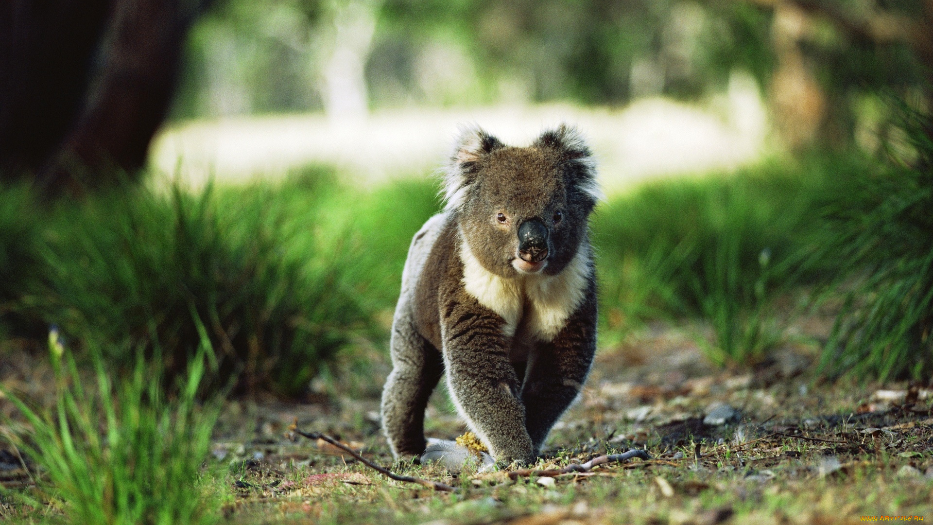 животные, коалы, коала, пробежка, трава, лес