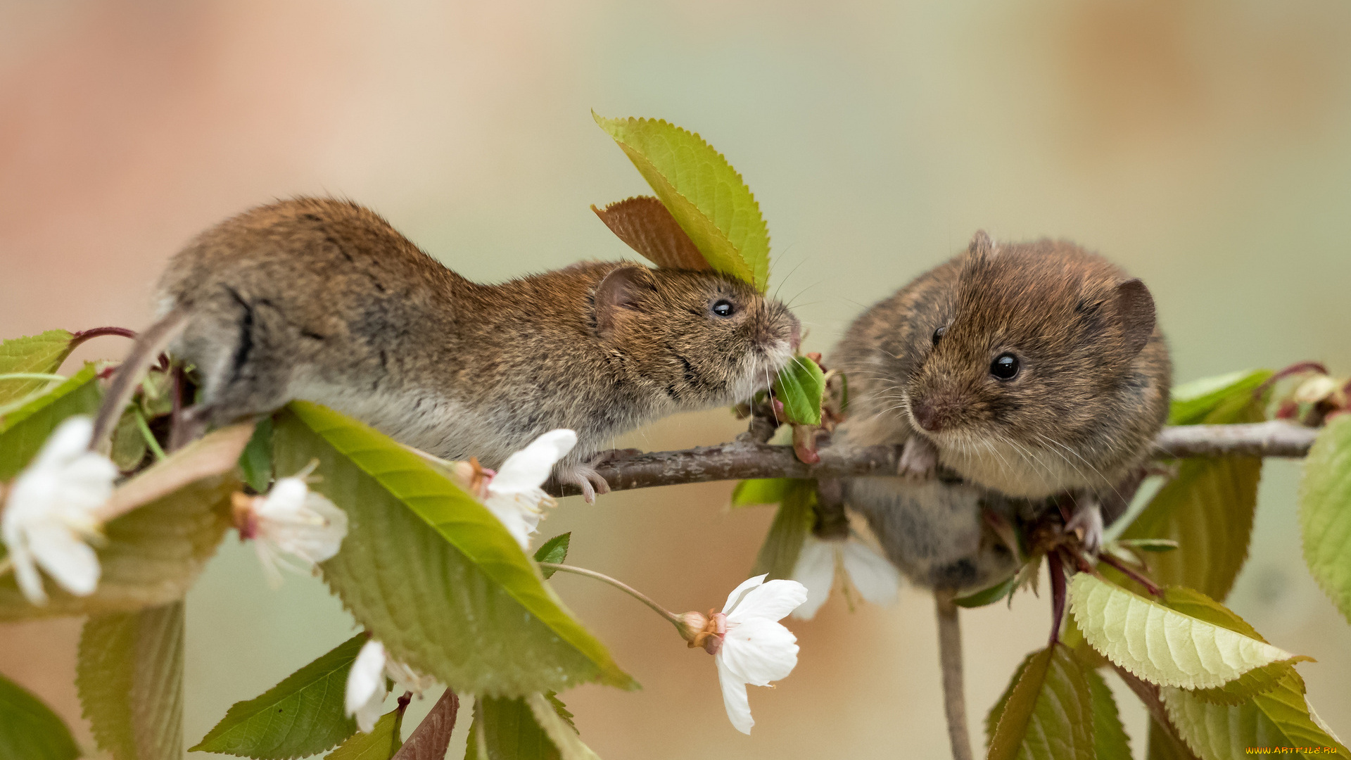 животные, крысы, , мыши, цветение, ветка, мыши