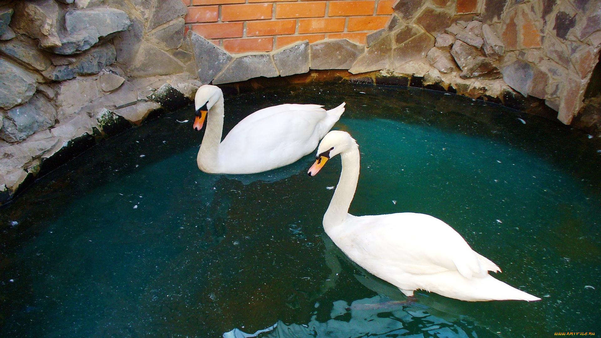 животные, лебеди, водоем