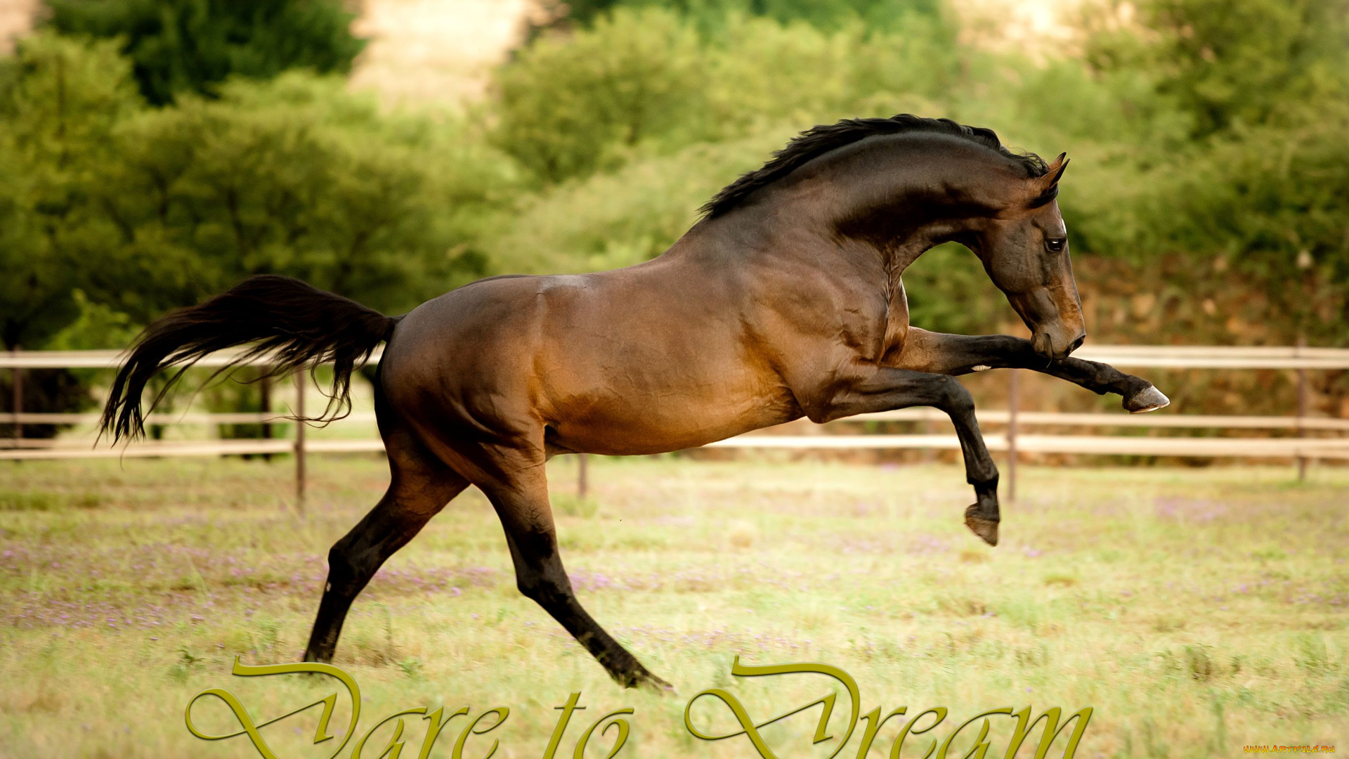 животные, лошади, конь, жеребец, загон