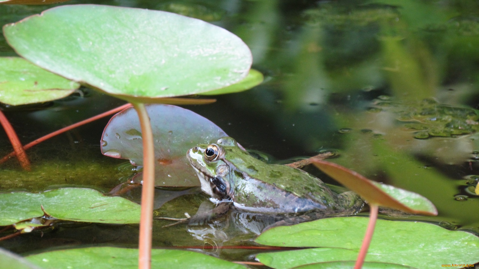животные, лягушки, водоем, лягушка