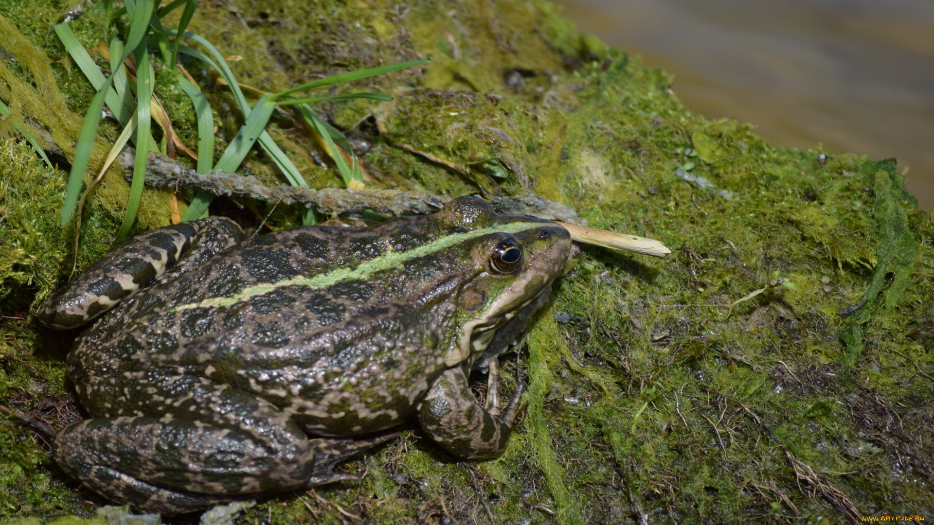 животные, лягушки, водоросли, река, лягушка