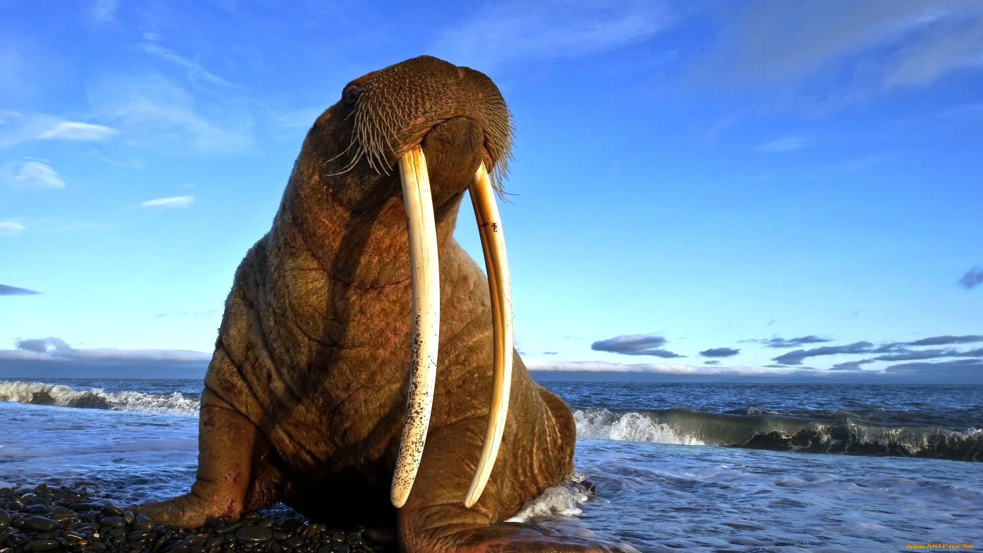 животные, моржи, галька, море, бивни, морж, берег