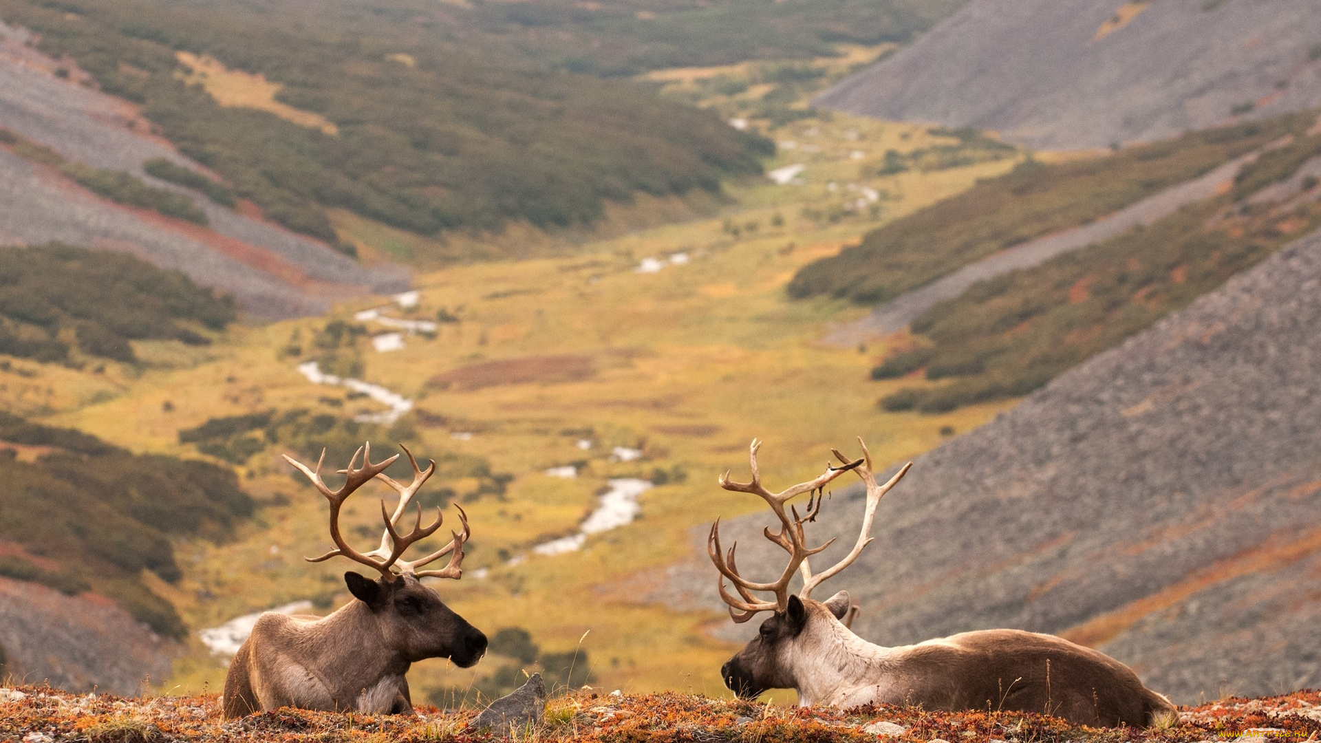 животные, олени, карибу, горы, долина