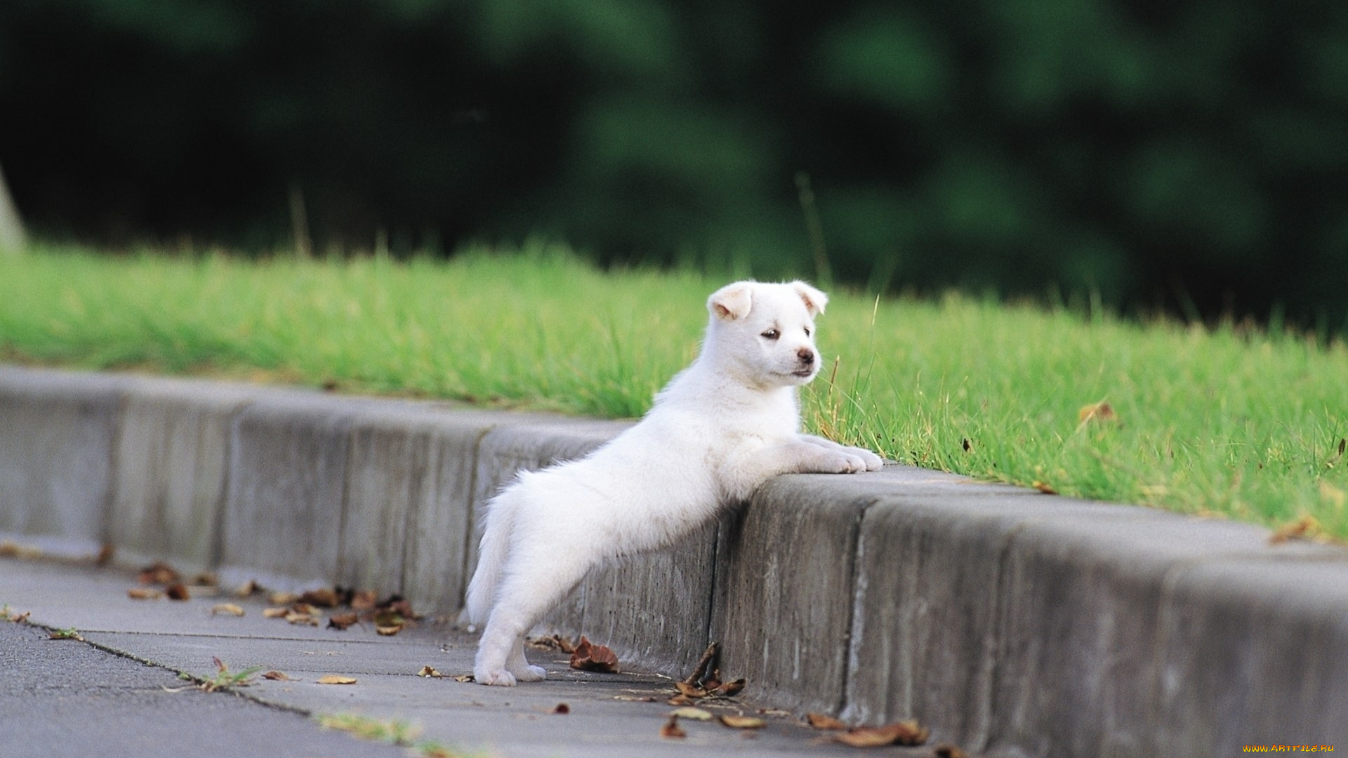 животные, собаки, бордюр, трава, белый, щенок