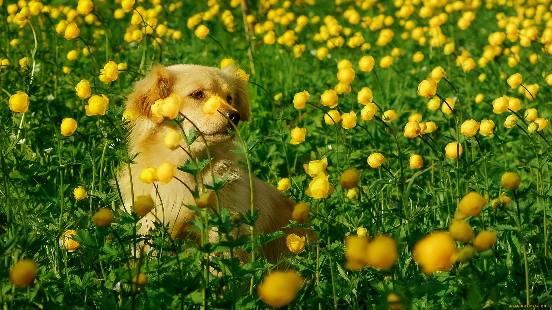 животные, собаки, цветы, собака
