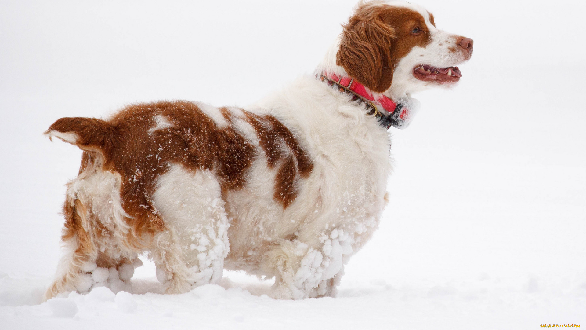 животные, собаки, песик
