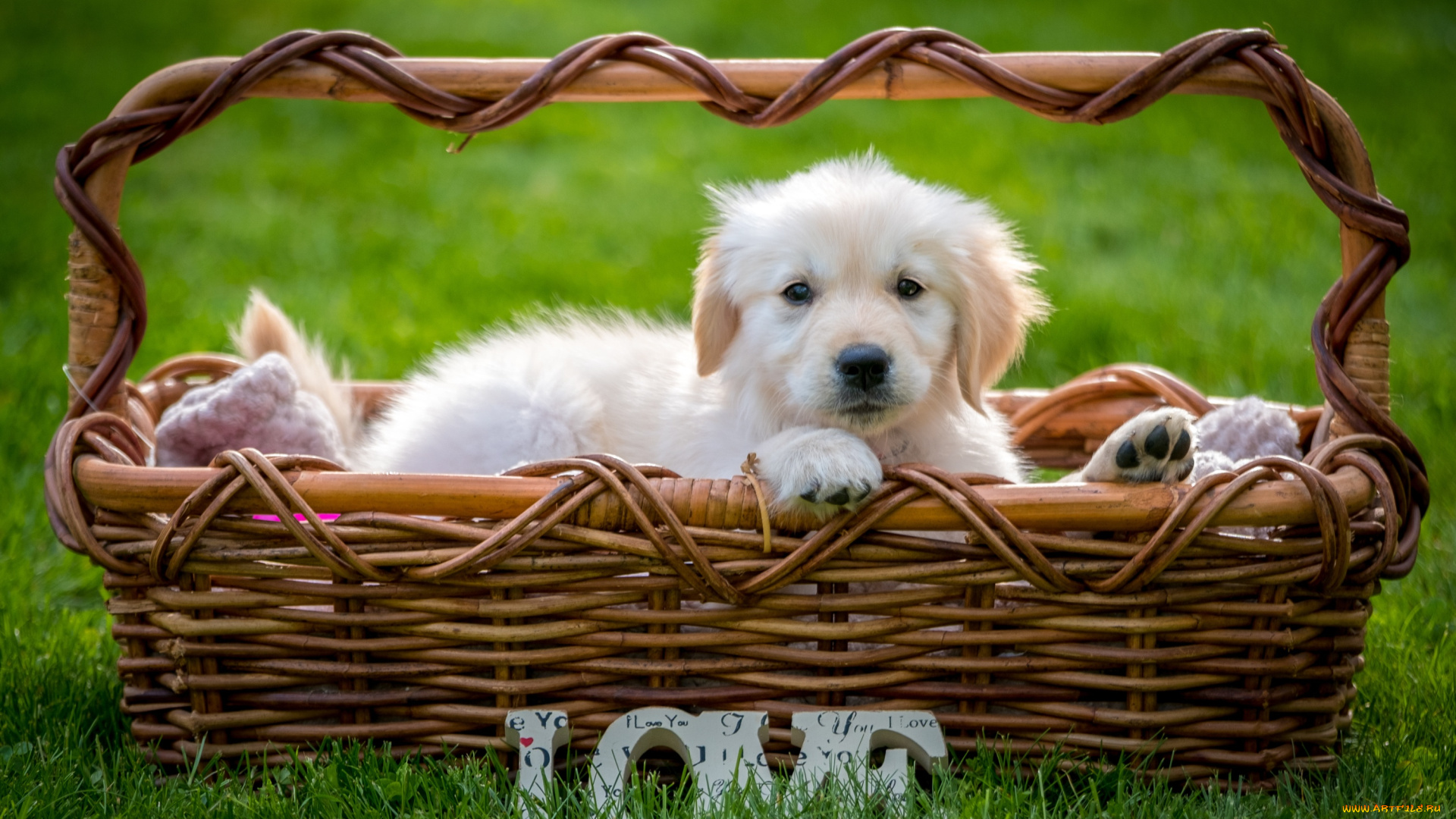 животные, собаки, ретривер, щенок, корзина, трава