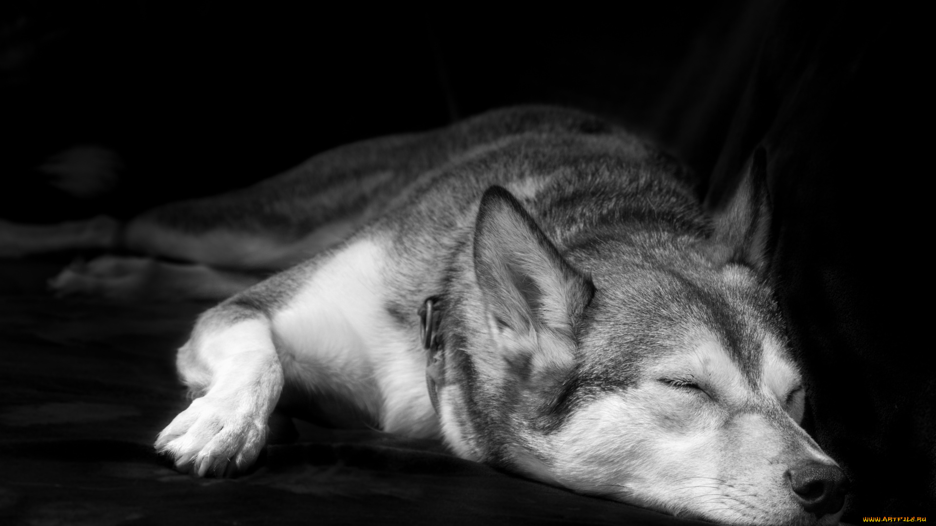 животные, собаки, собака, дом, уют