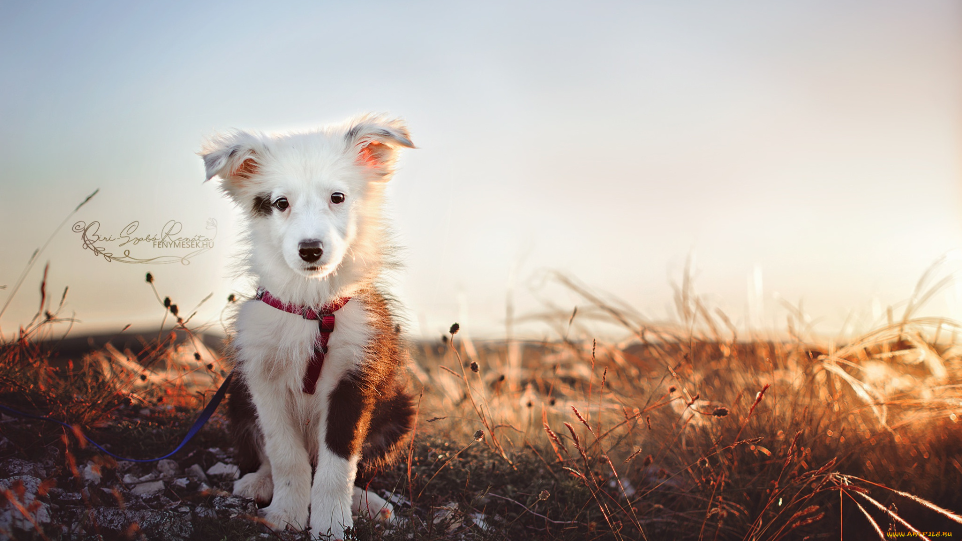 животные, собаки, собака, щенок, друг, бордер-колли, взгляд
