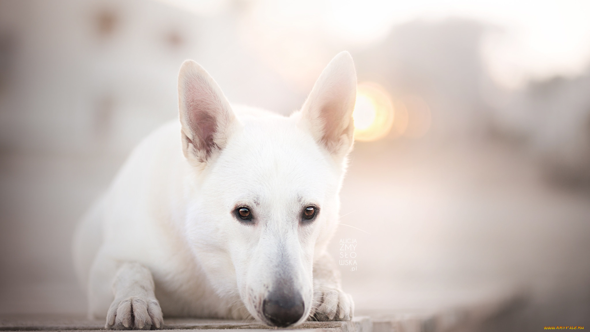 животные, собаки, собака, взгляд, друг