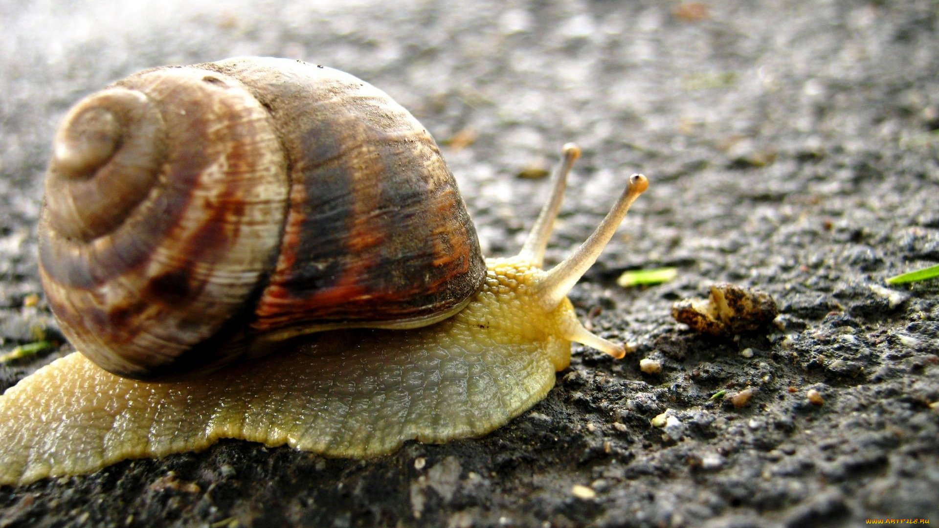 животные, улитки, улитка, раковина