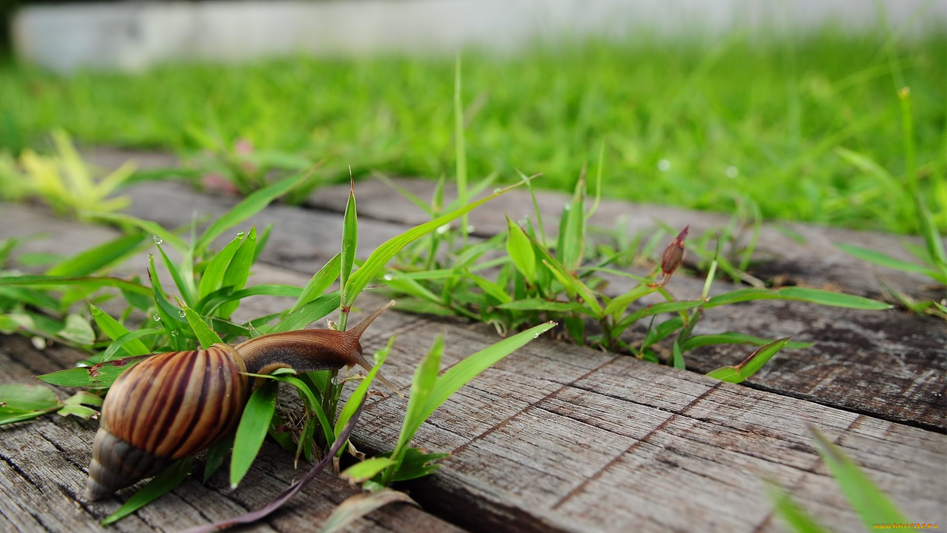животные, улитки, улитка, раковина, трава, доски