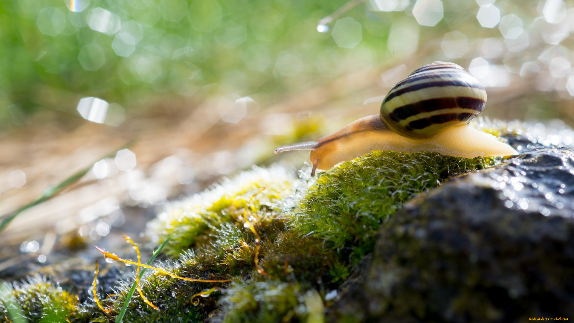 животные, улитки, улитка, трава, роса, раковина