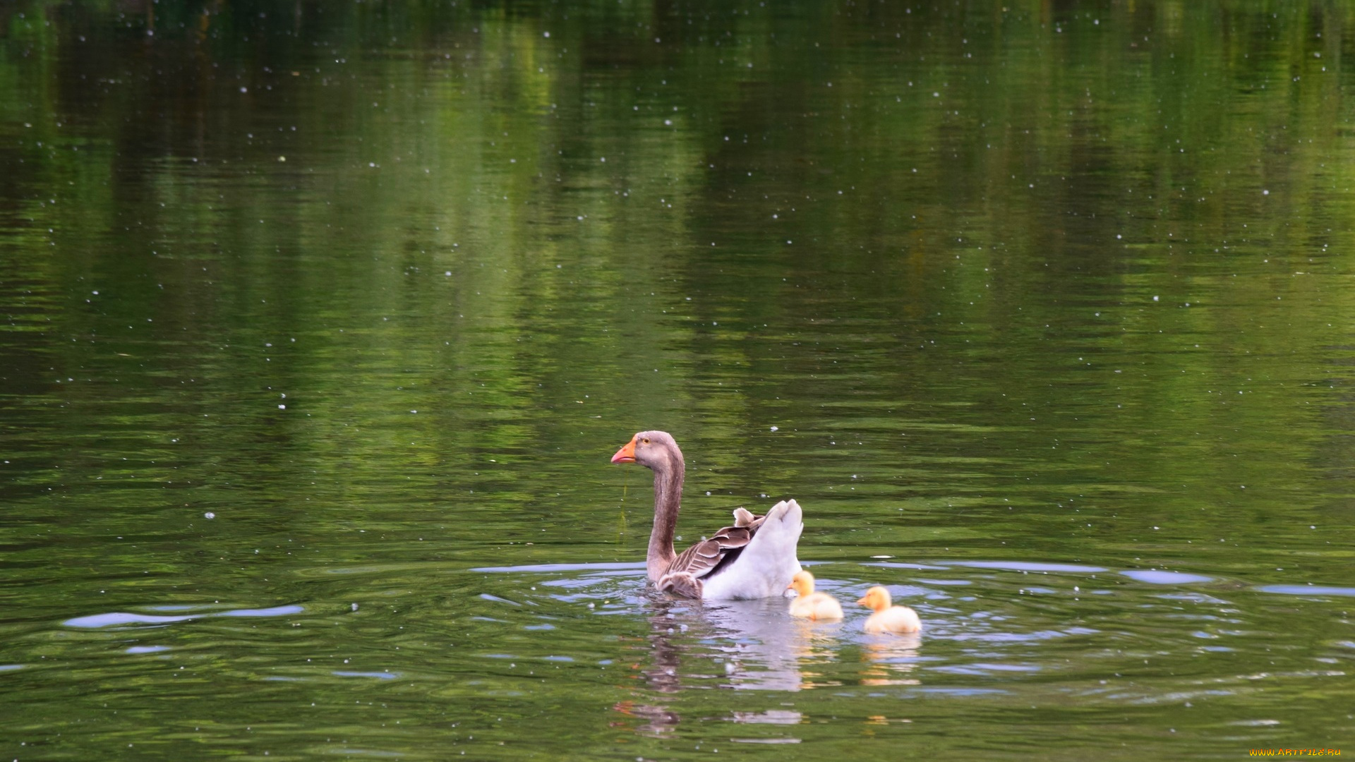 животные, утки, утка, пруд
