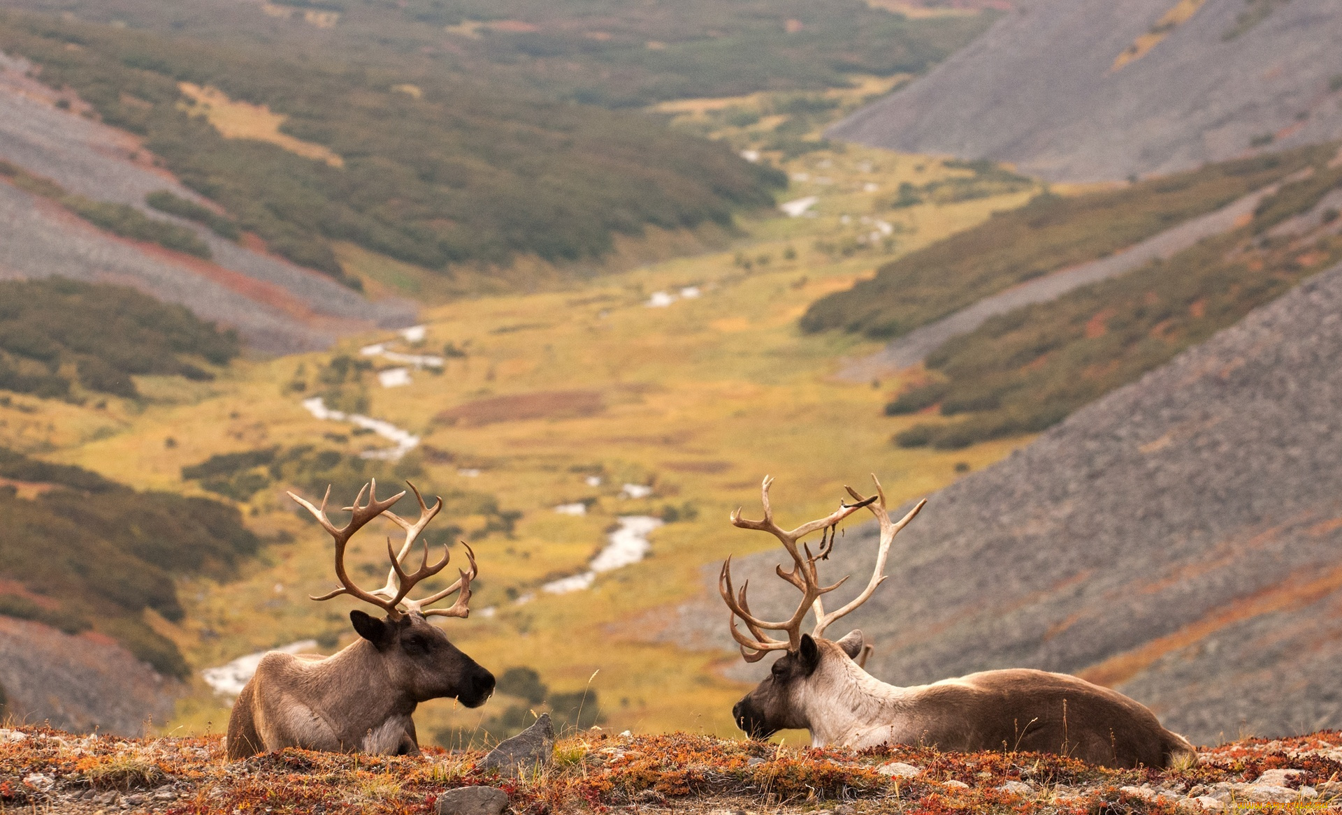 животные, олени, карибу, горы, долина