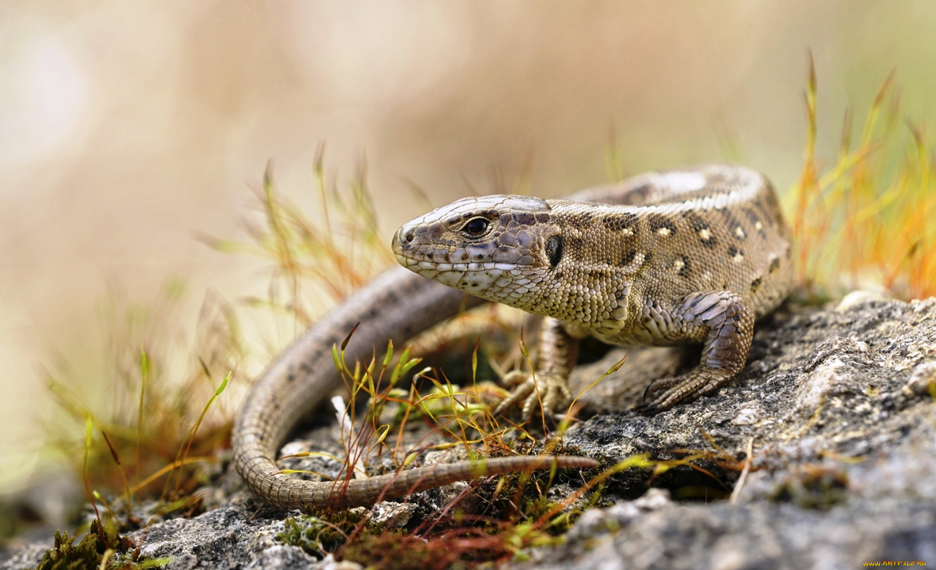 животные, Ящерицы, , игуаны, , вараны, ящерица, серая, прыткая, камень, трава