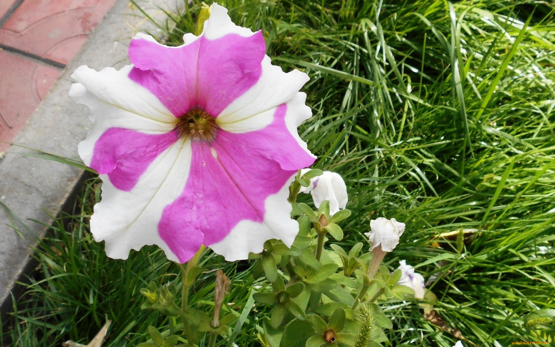 цветы, петунии, , калибрахоа, листья, цветок, белый, трава