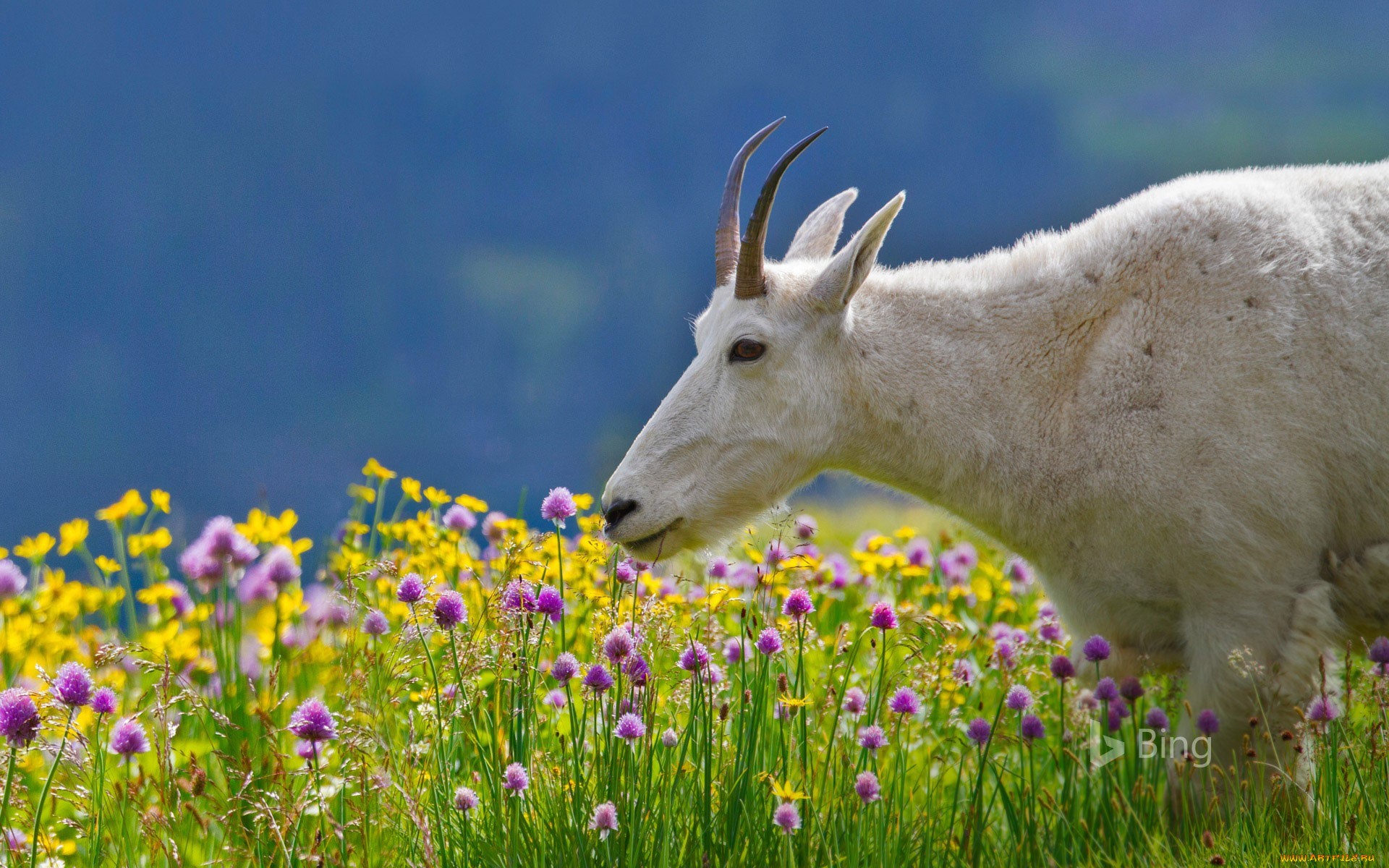 животные, козы, коза