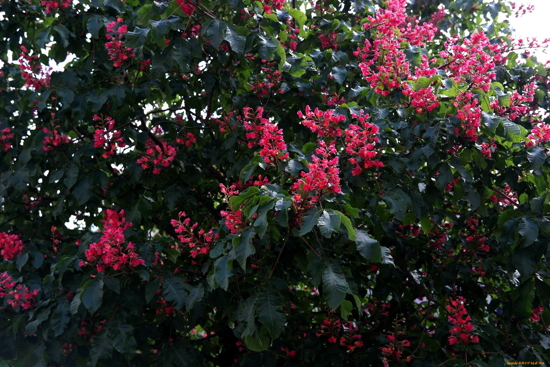 цветы, цветущие, деревья, , , кустарники, каштан