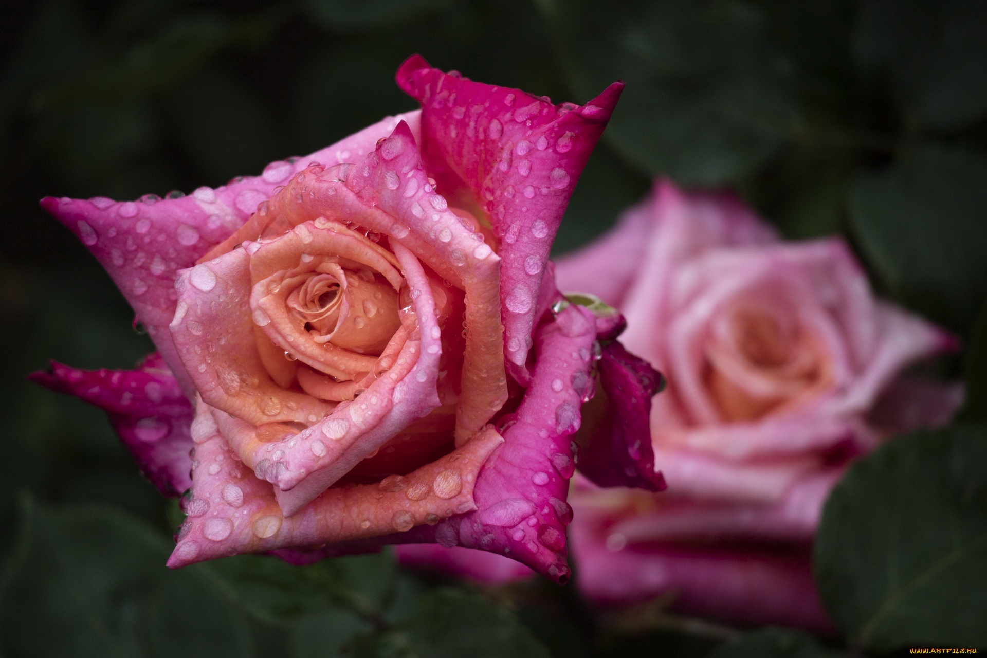цветы, розы, капли, лепестки