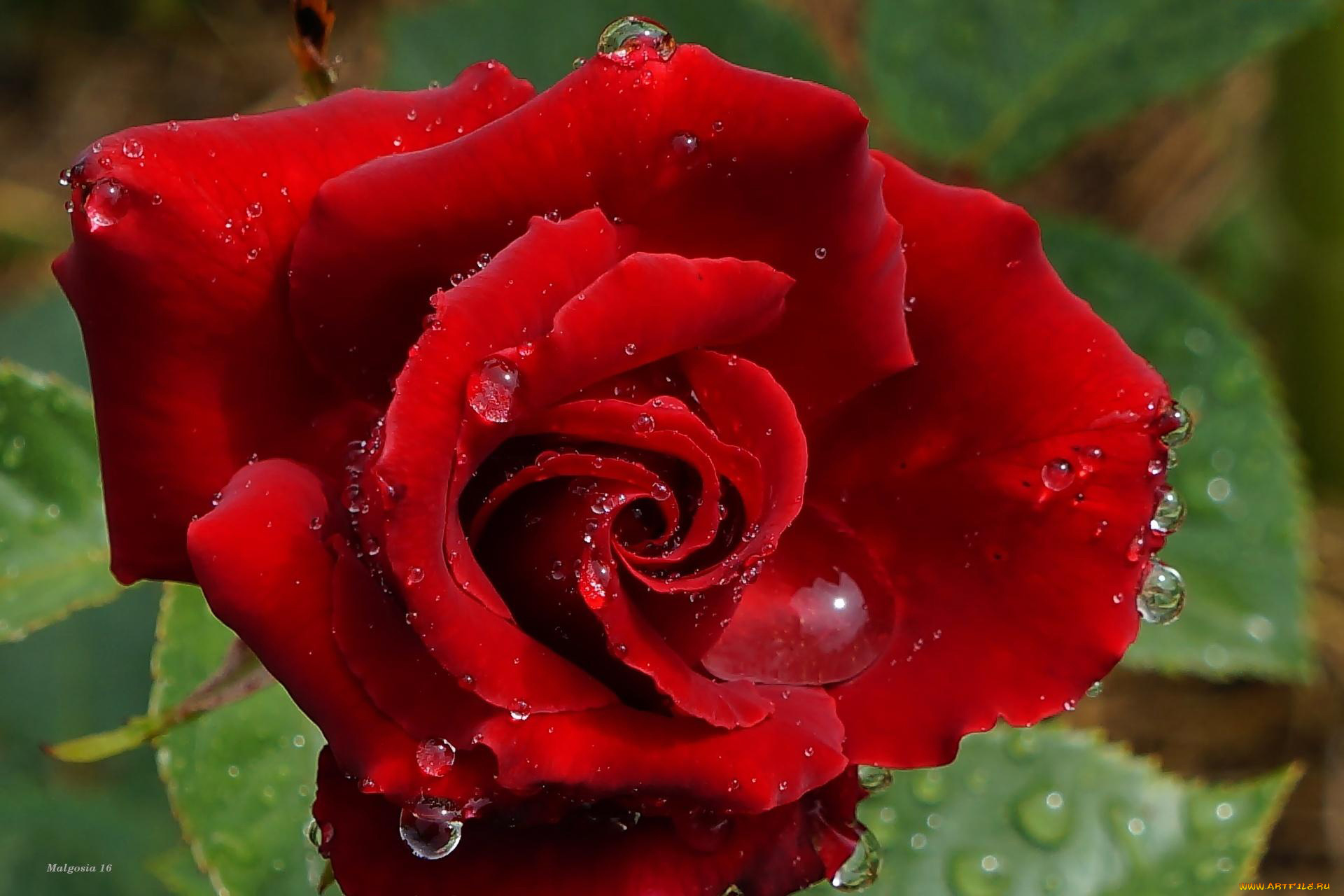 цветы, розы, капли, макро, алый