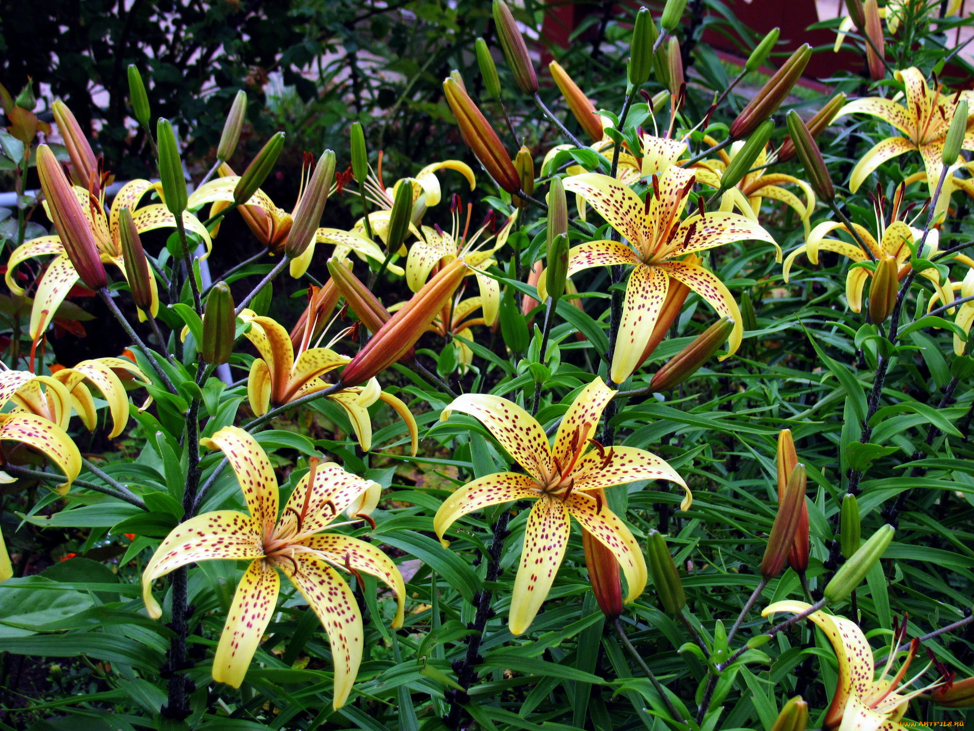 цветы, лилии, , лилейники, крапинки