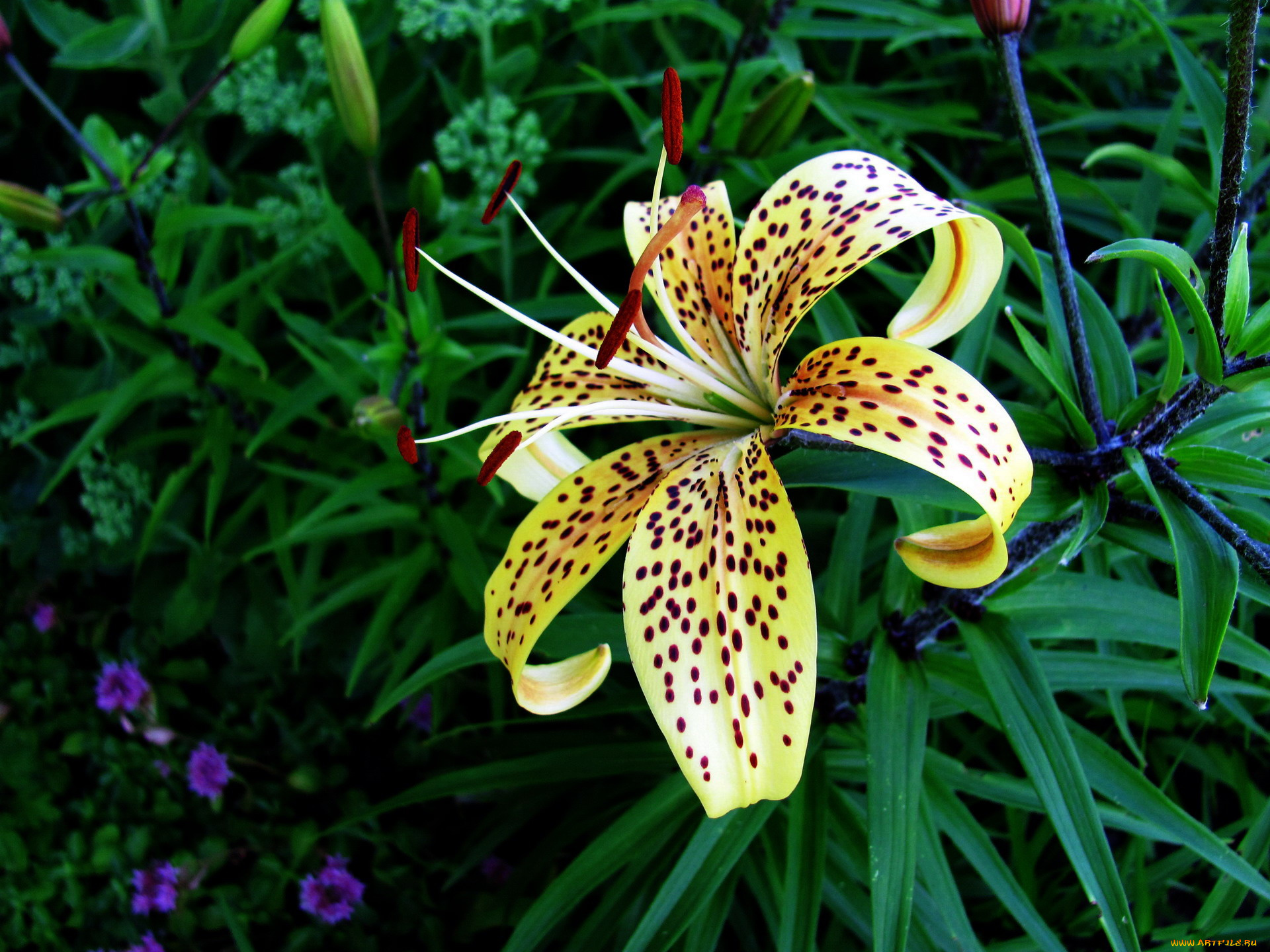 цветы, лилии, , лилейники, крапинки