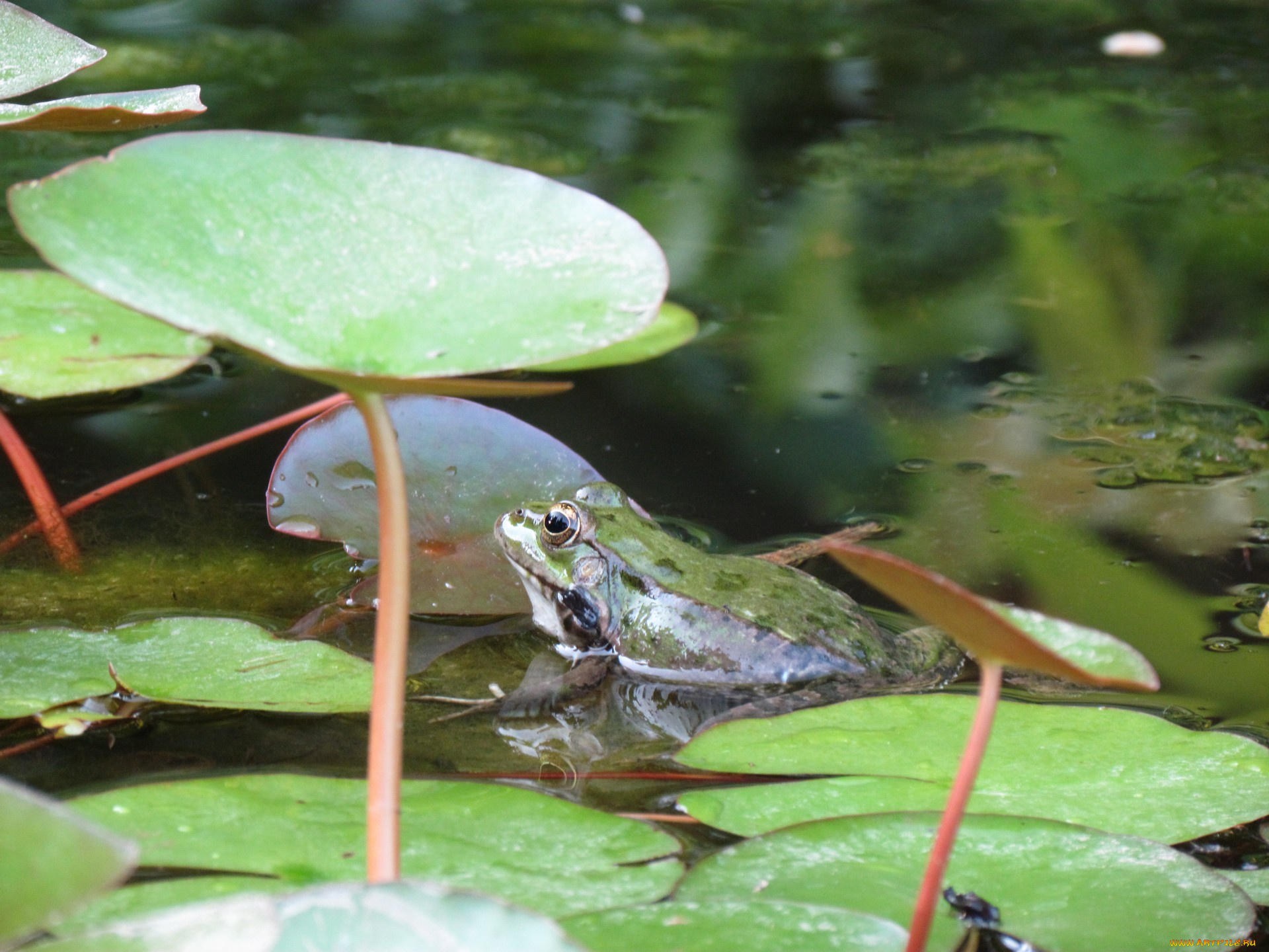 животные, лягушки, водоем, лягушка