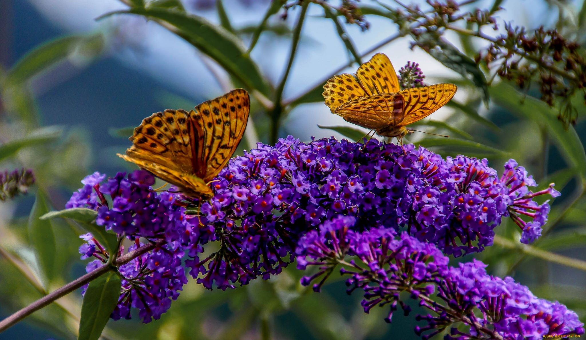 животные, бабочки, , мотыльки, , моли, бабочка