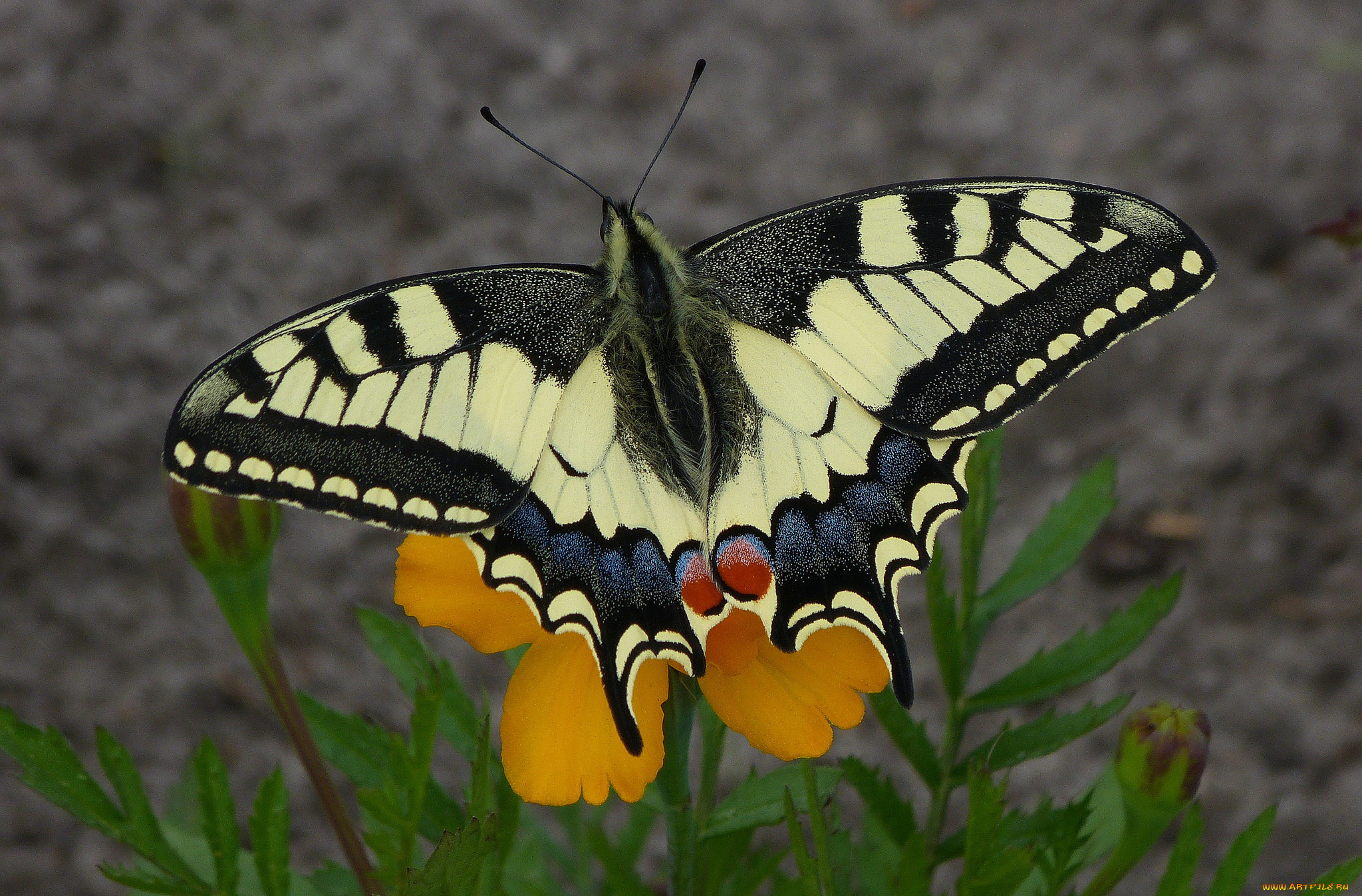 животные, бабочки, , мотыльки, , моли, бабочка
