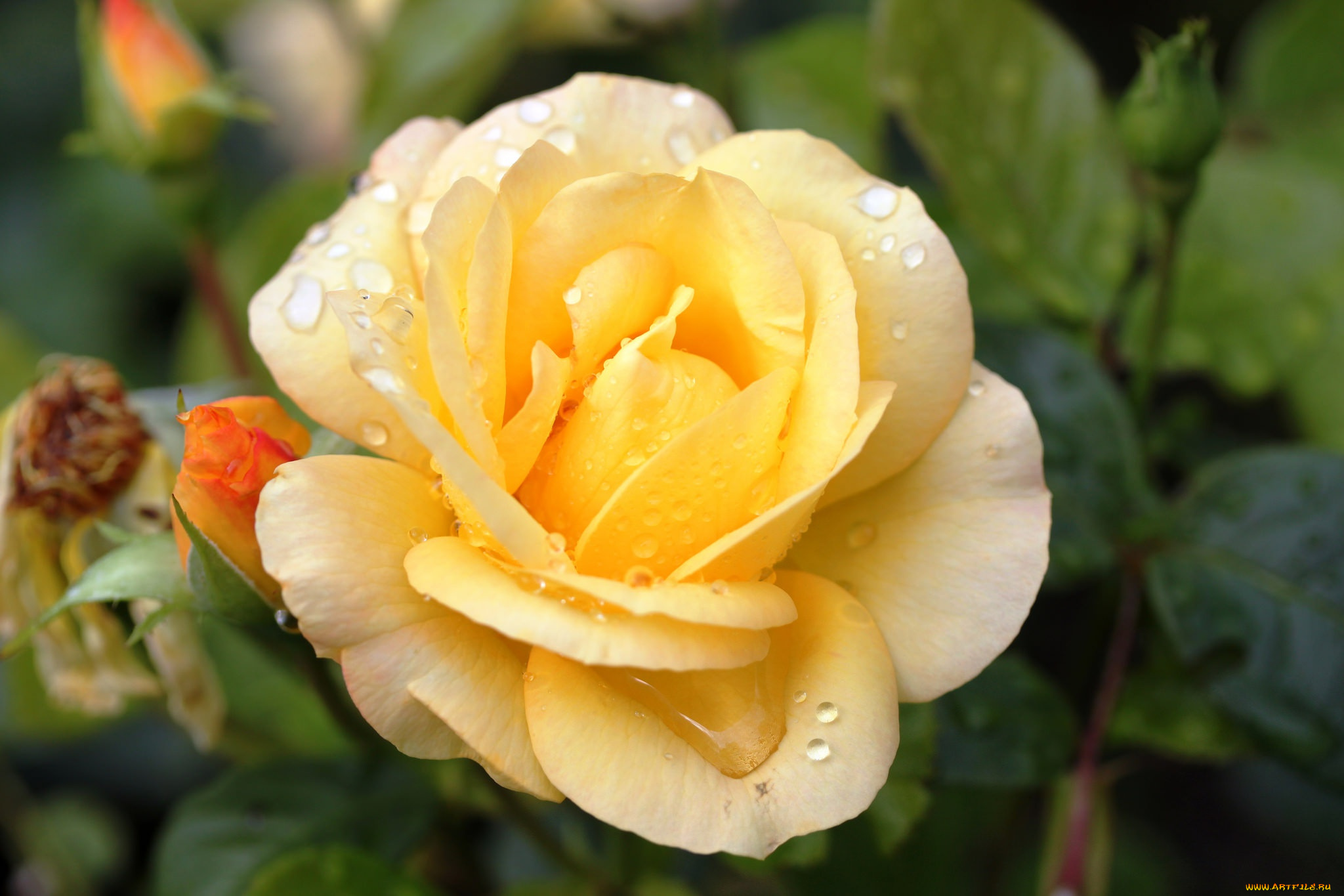 цветы, розы, макро, желтая, роза