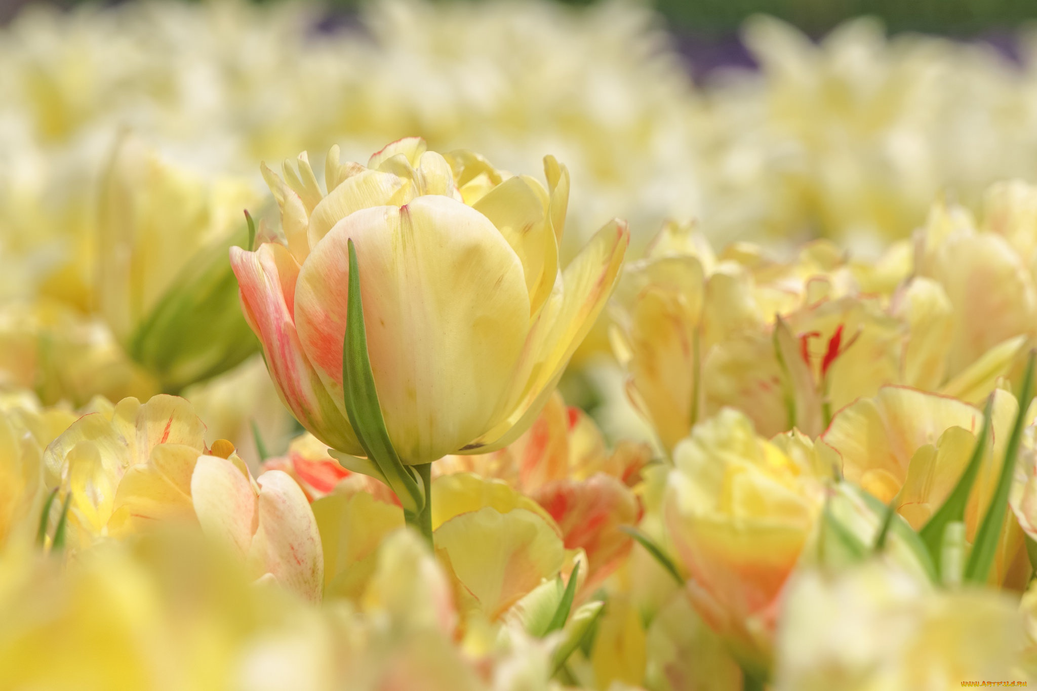 цветы, тюльпаны, бутон, желтый