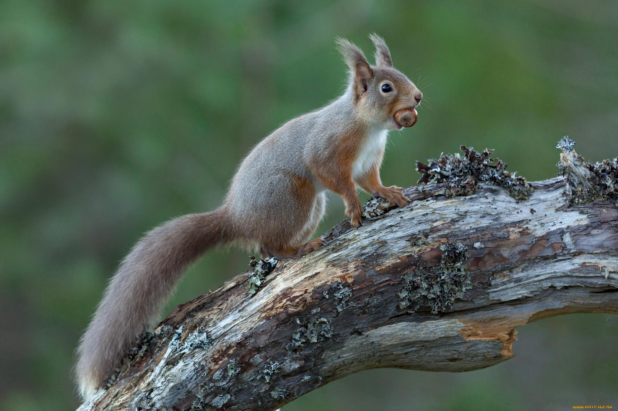 животные, белки, белка