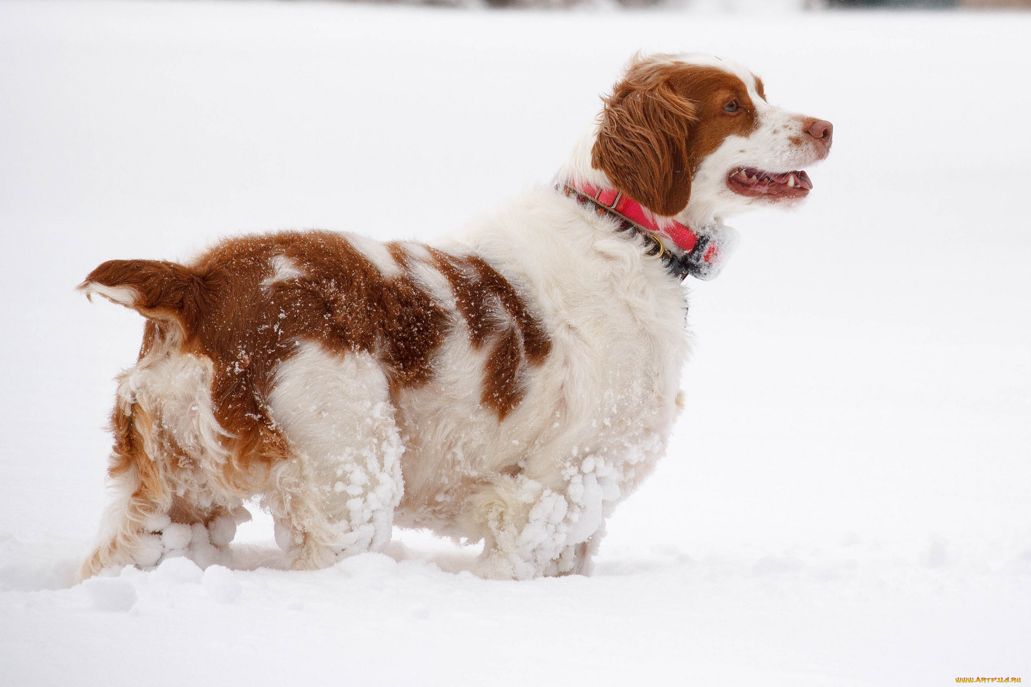 животные, собаки, песик