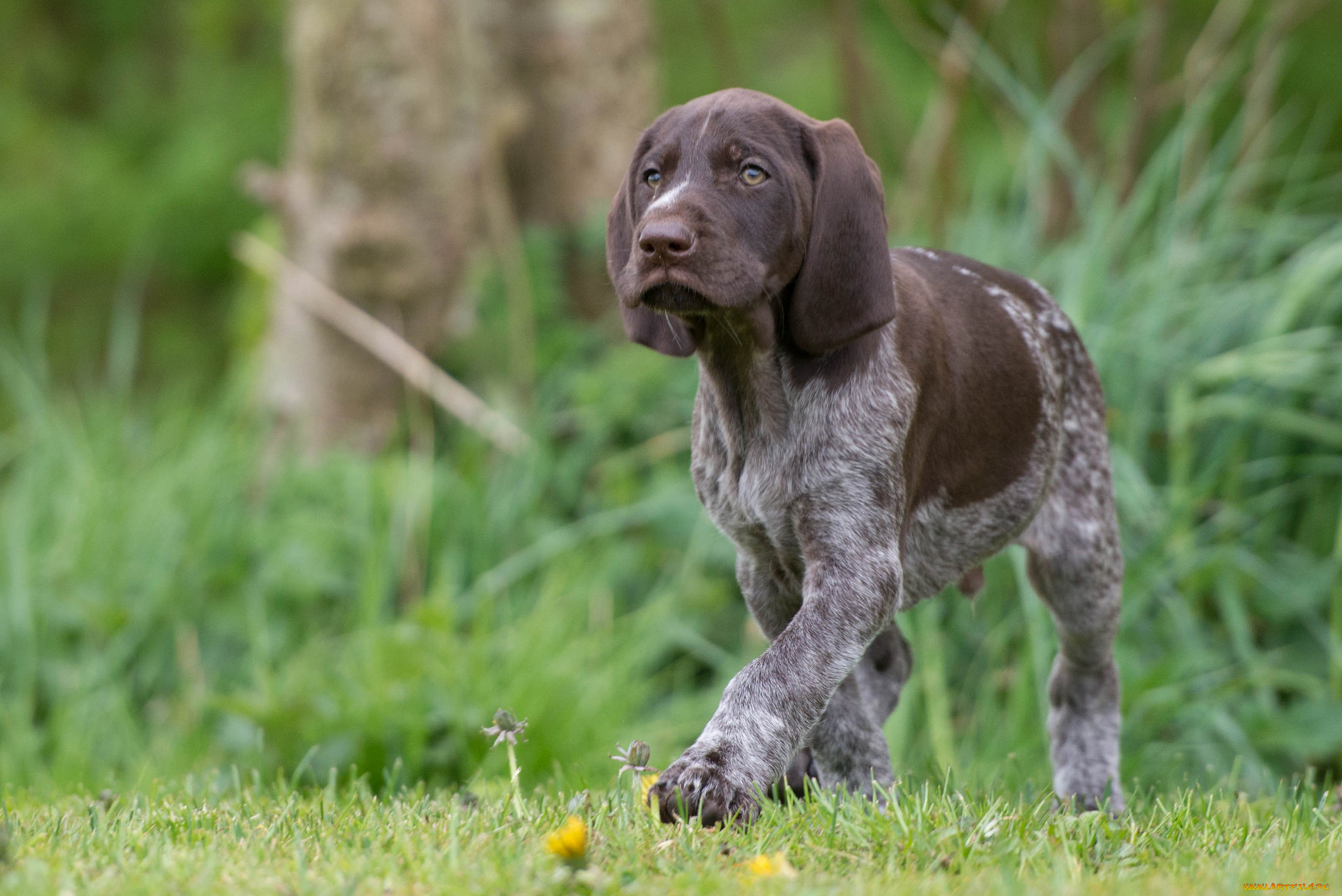 животные, собаки, песик