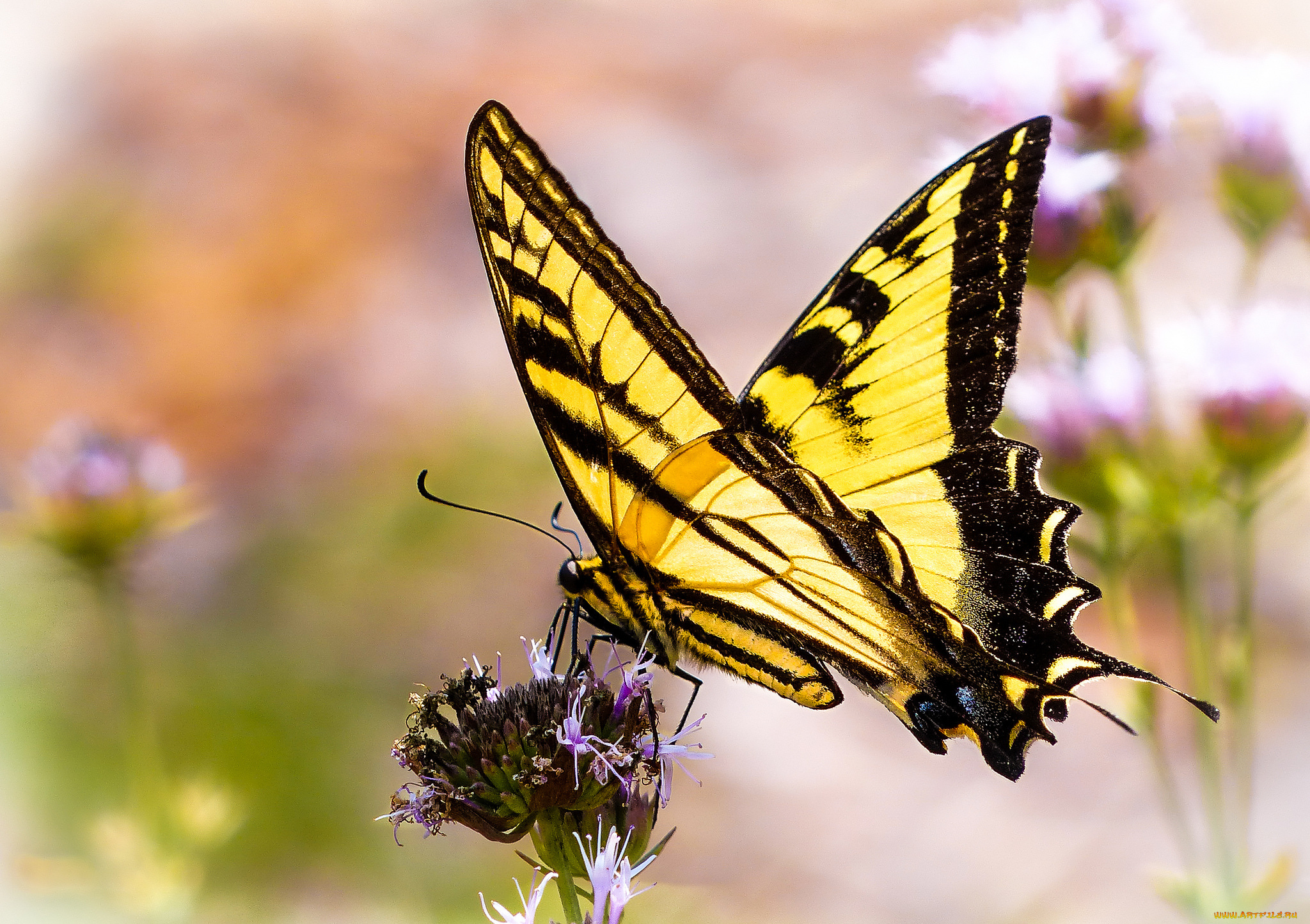 животные, бабочки, , мотыльки, , моли, бабочка