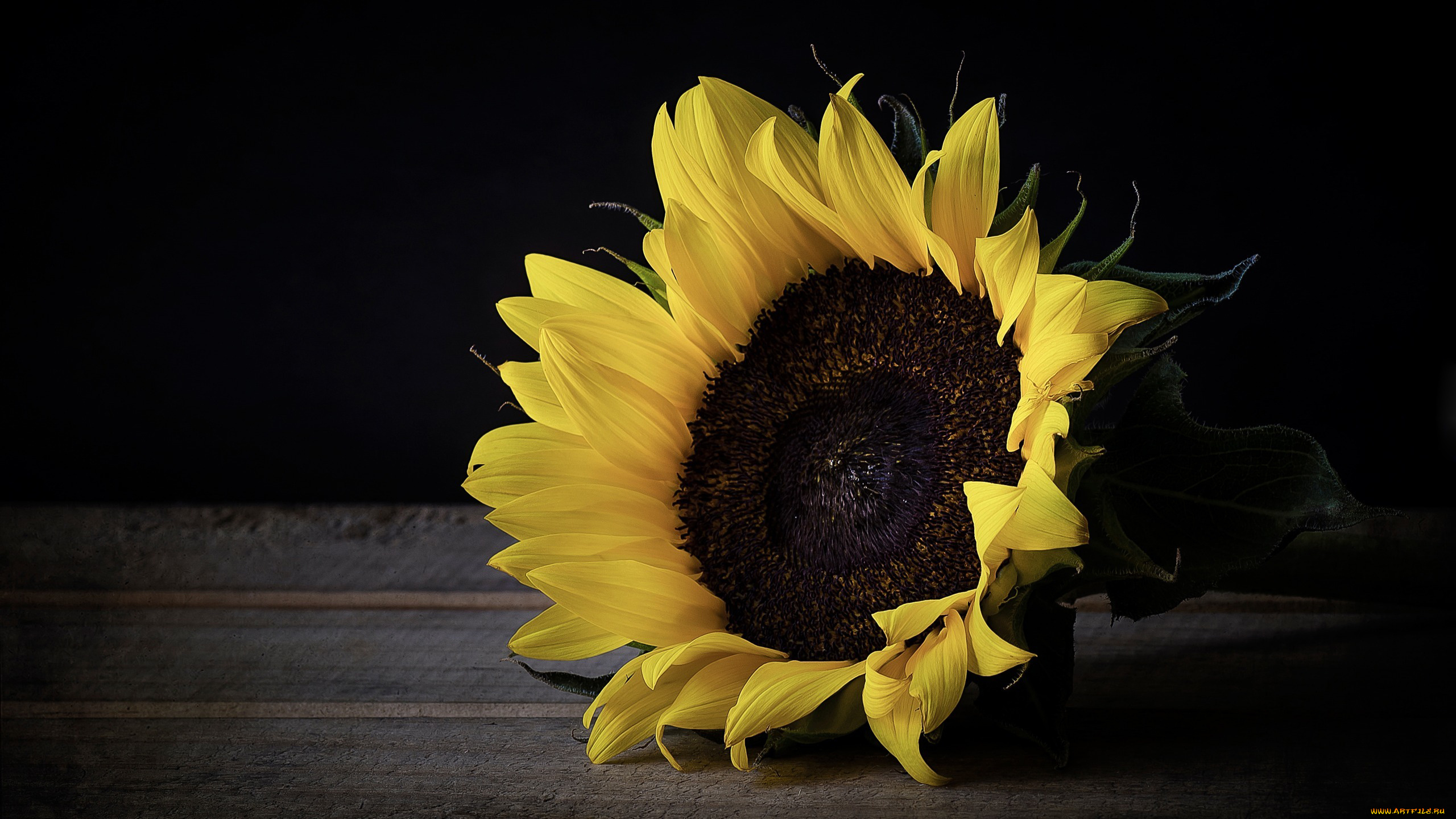 цветы, подсолнухи, макро