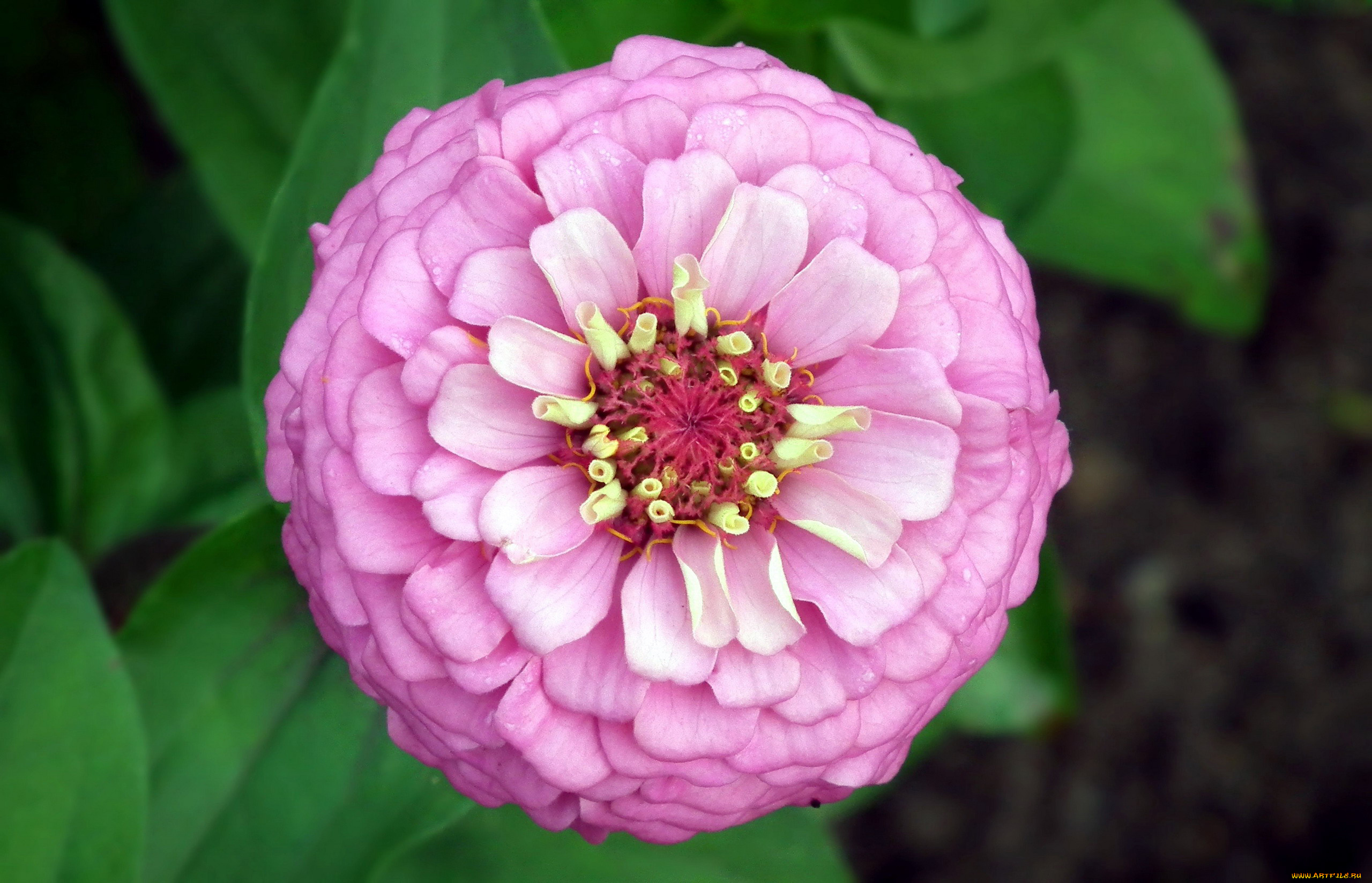 цветы, цинния, макро