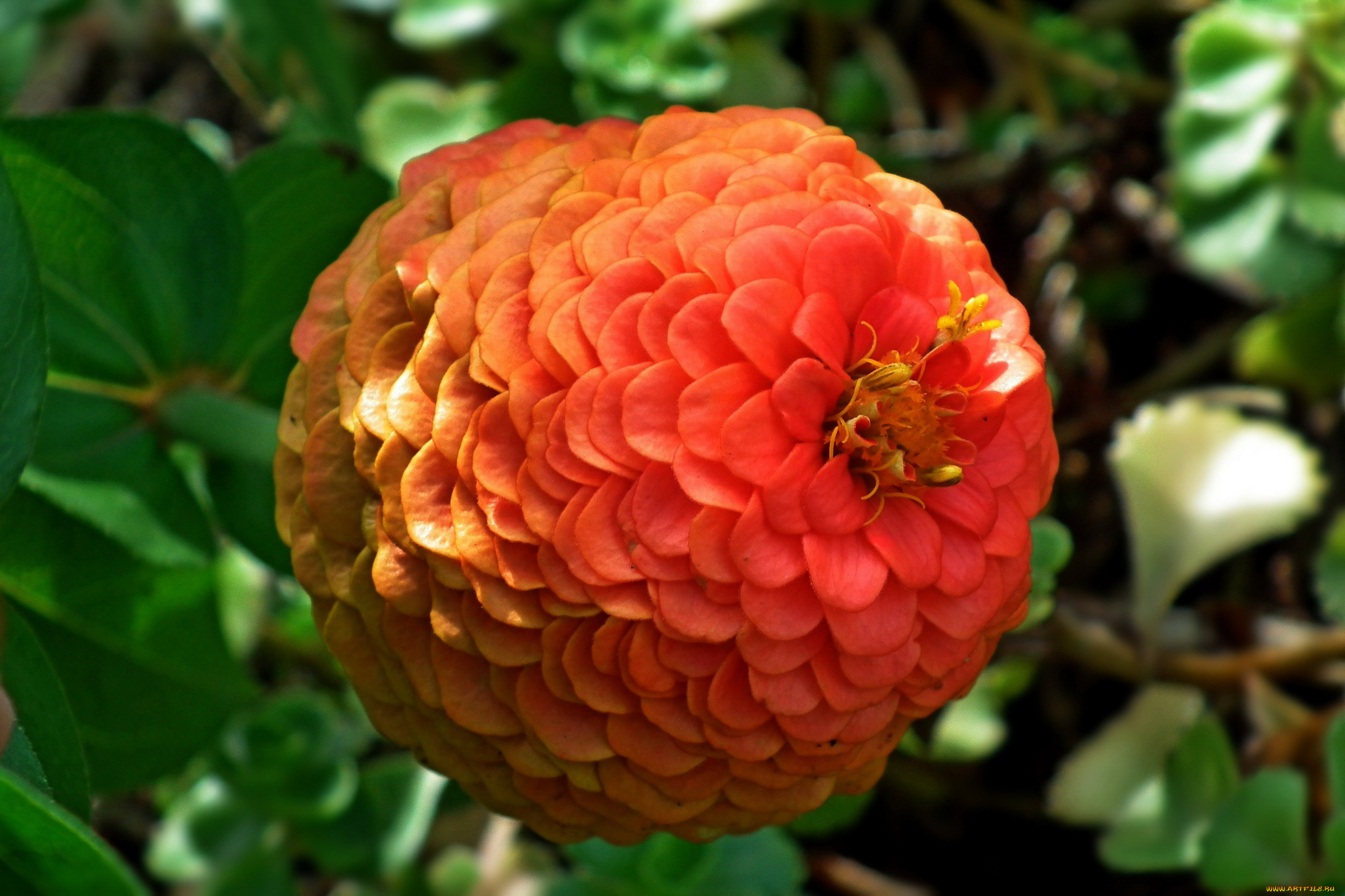 цветы, цинния, макро